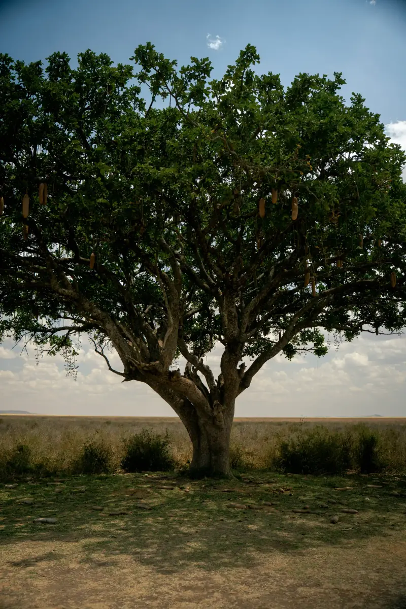 Sausage tree standing over the open Serengeti