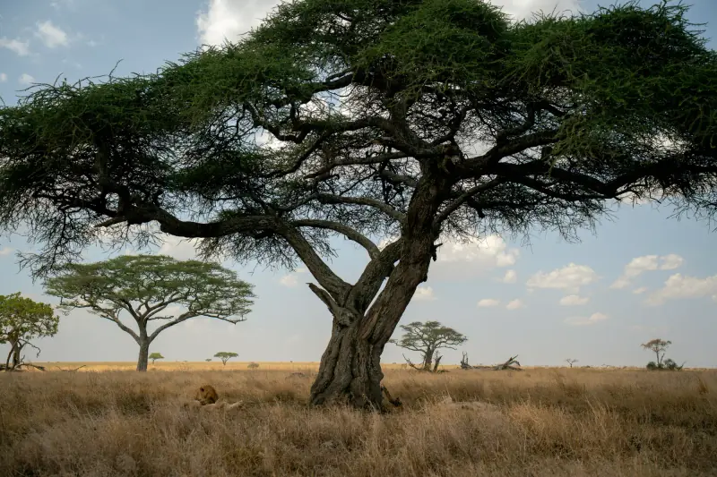 Umbrella acacia on the Serengeti plain