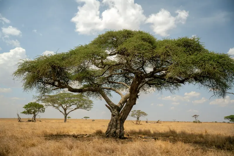 Flat-topped acacia under a big Serengeti sky