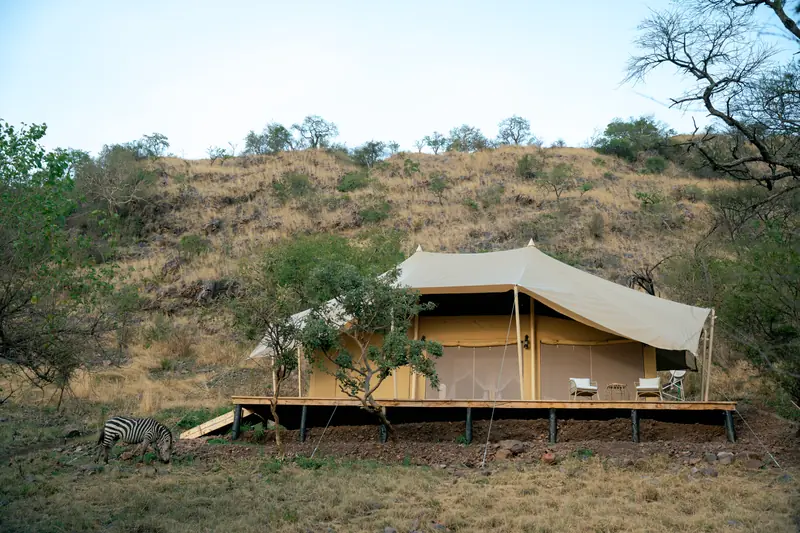 Zebra grazing beside the tented suite's deck