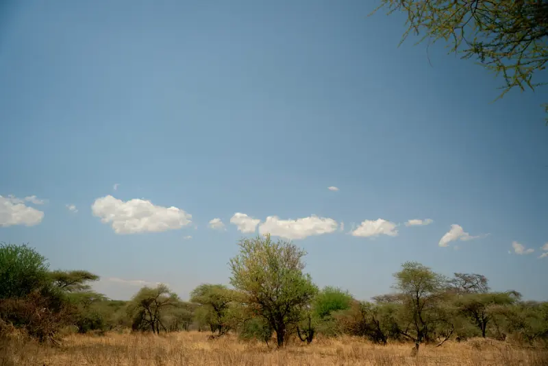 Cumulus clouds over the Serengeti grassland