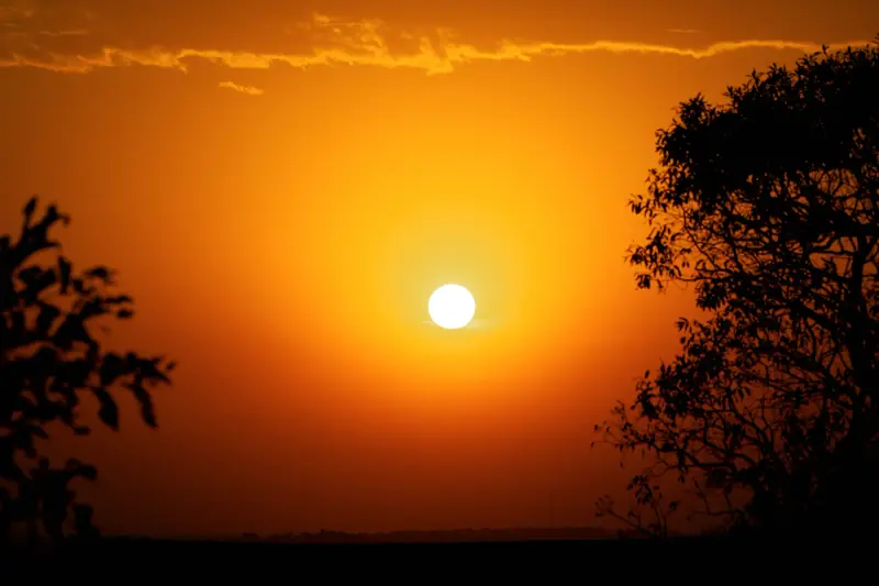 Sun sinking through silhouetted branches