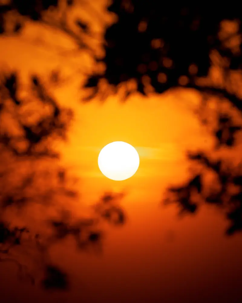 Sun caught in silhouetted branches