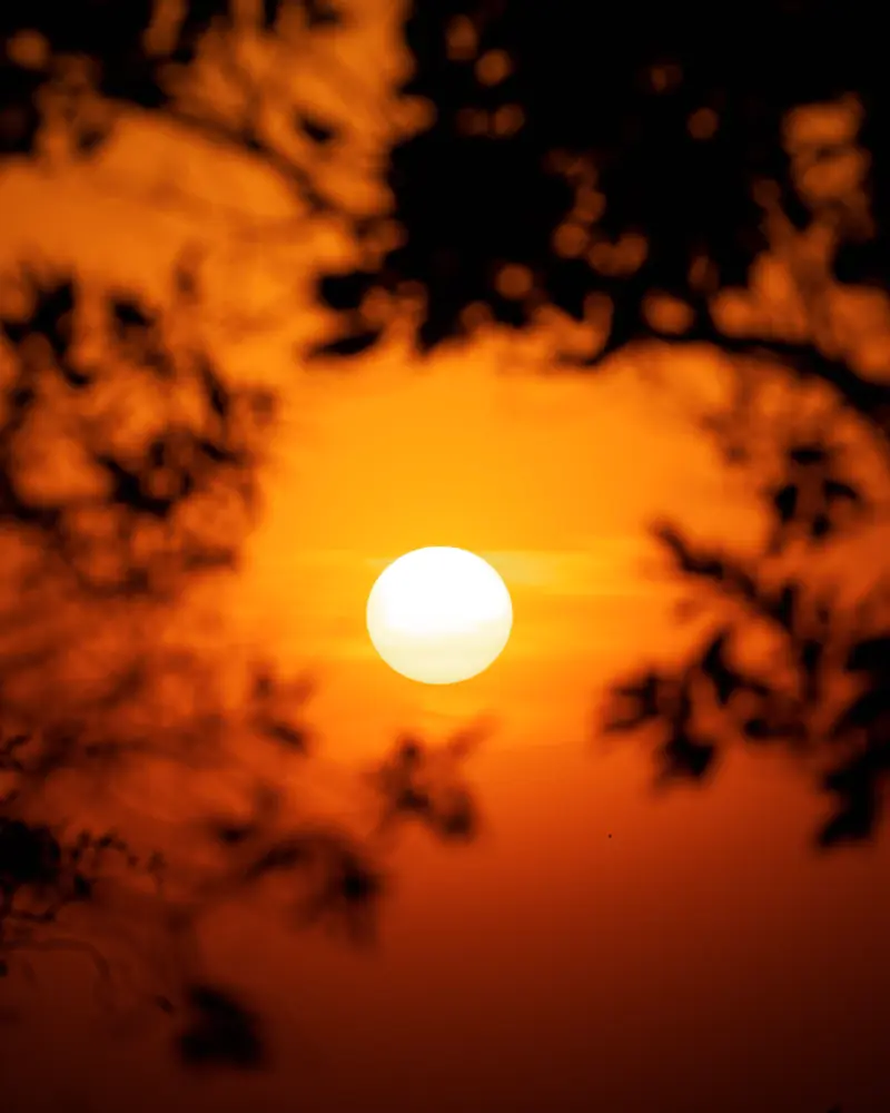 Evening sun behind a screen of leaves