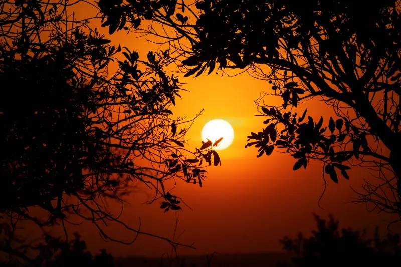 Sunset burning behind a tangle of branches
