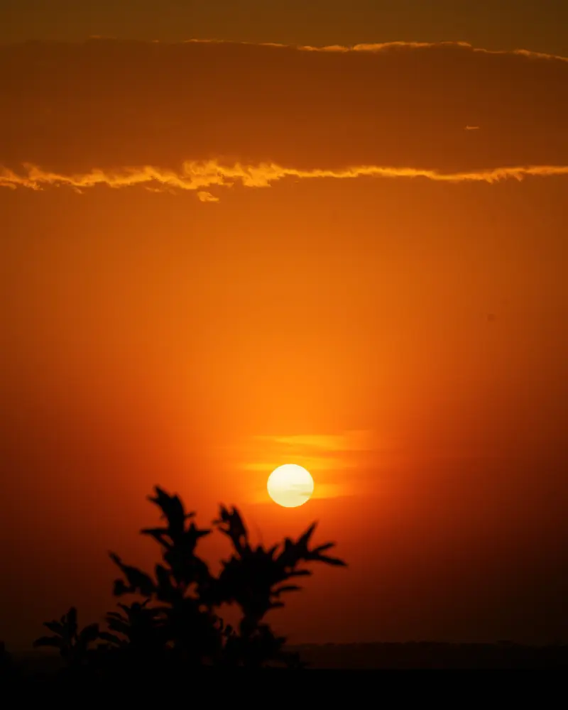 Low sun above the treeline at dusk
