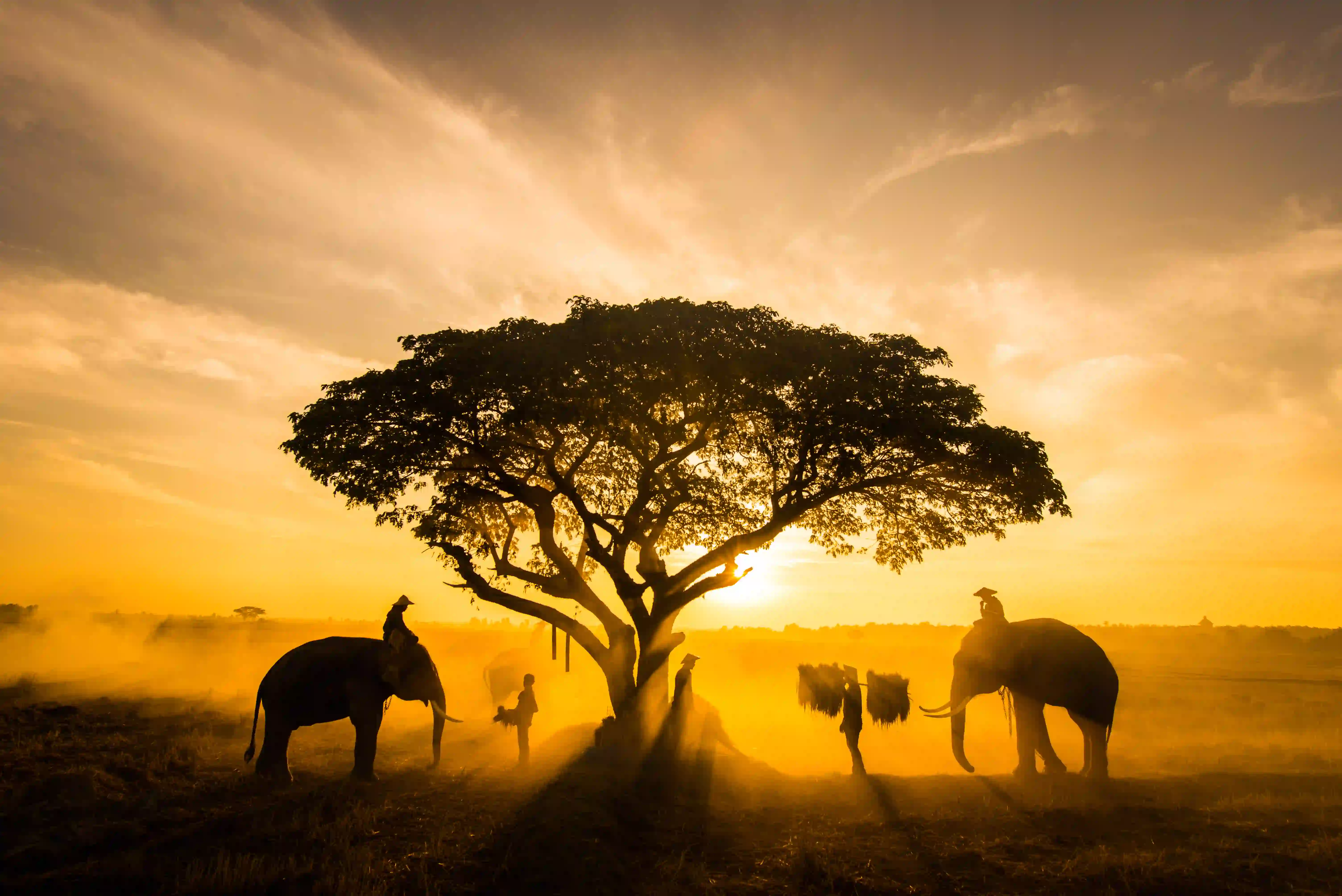 East Africa Safaris