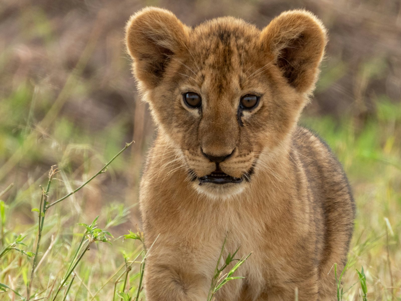 10 Days Family Safaris