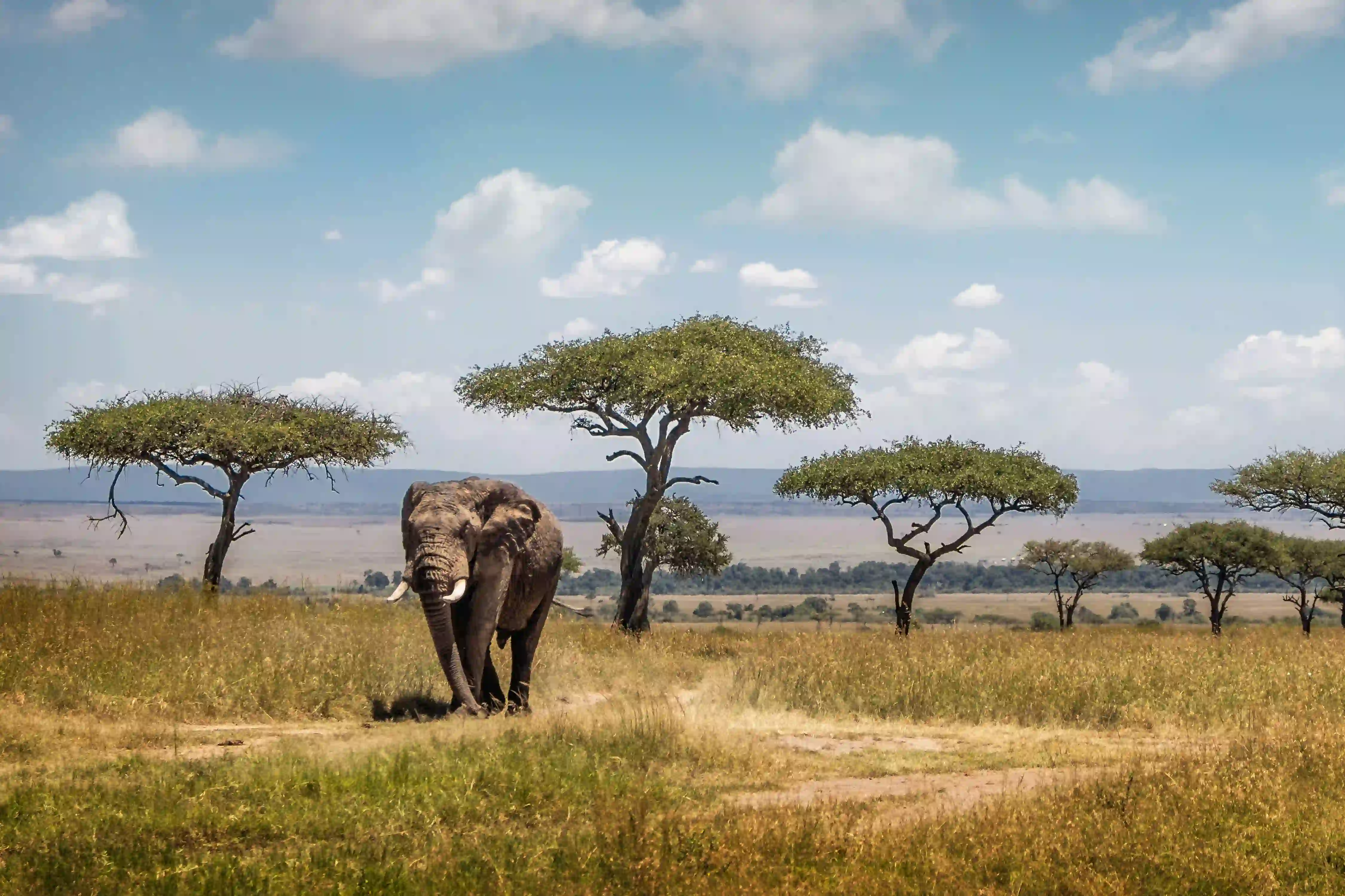 Tarangire Elephants