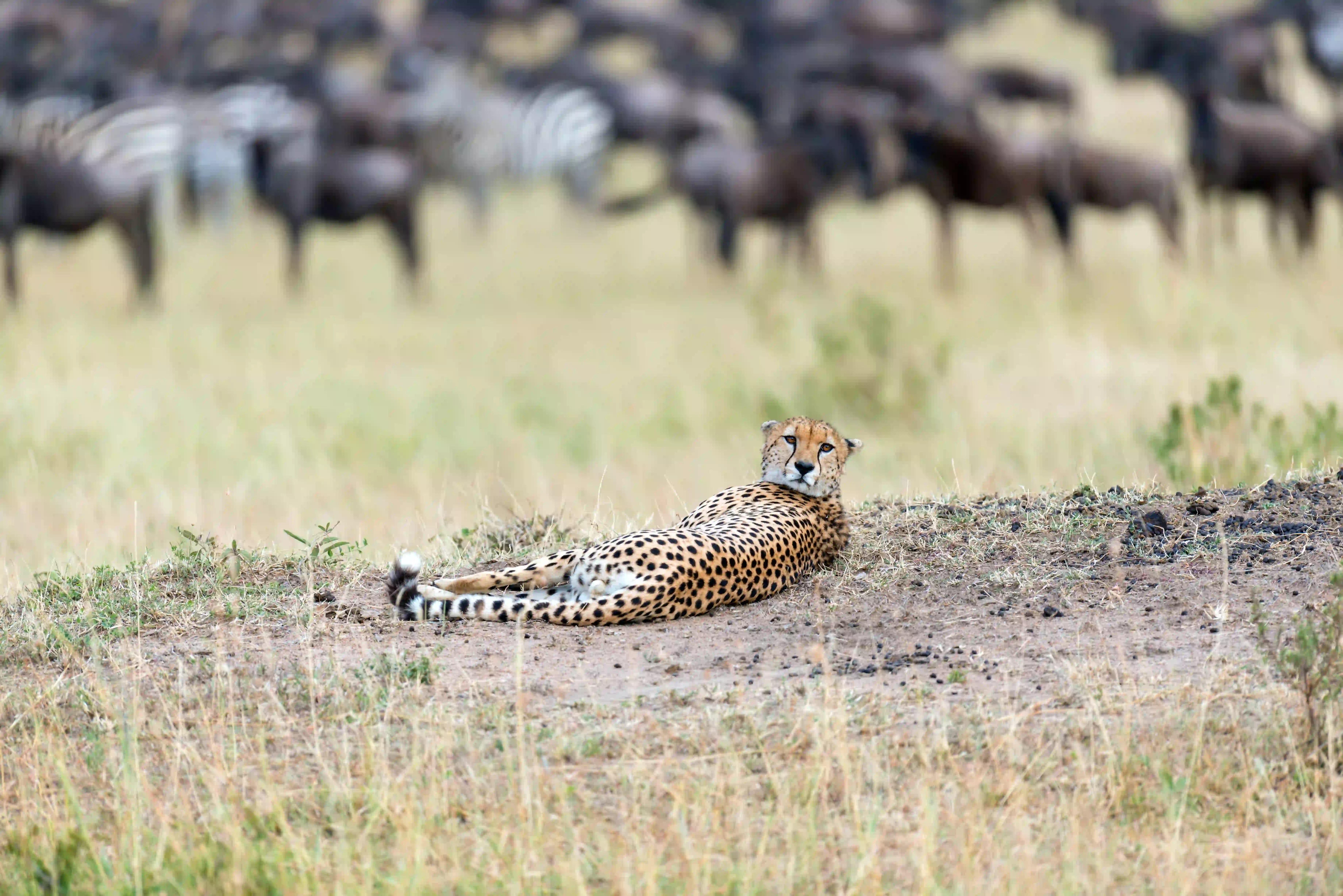 A relaxed cheetah in the savannah — the big-cat country a seven-day route gives you time for.