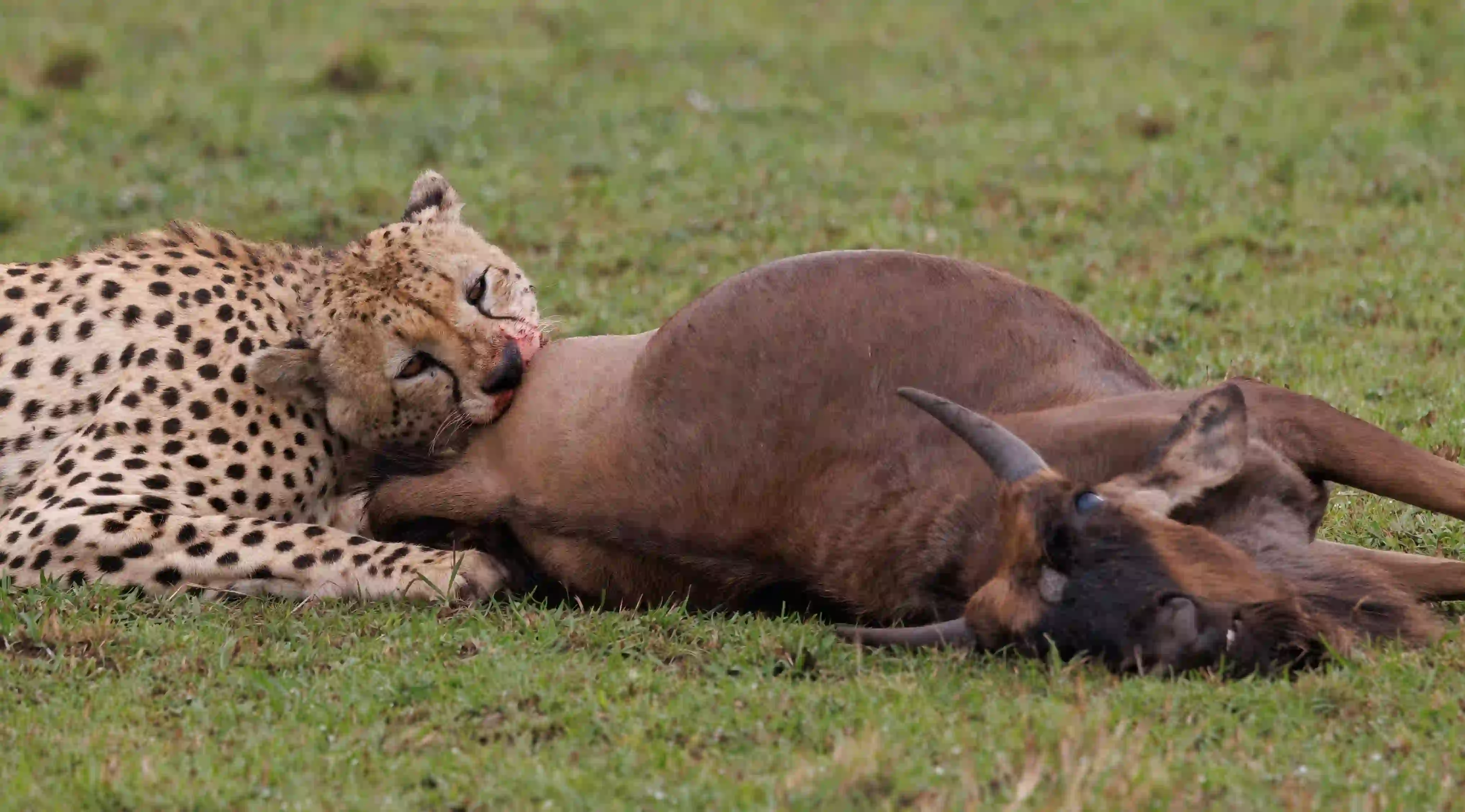 Ruaha National Park – photo 3