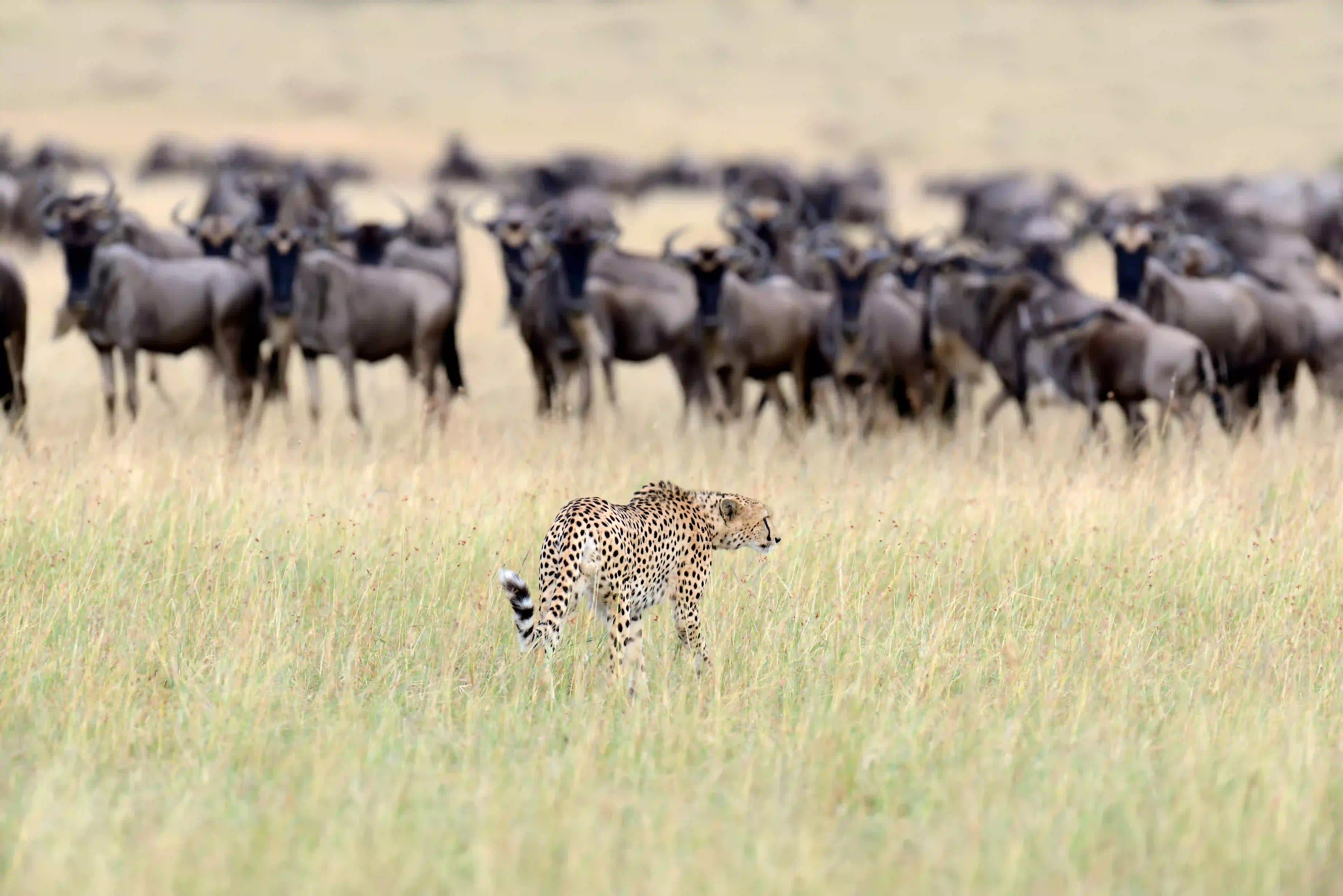 Serengeti National Park – photo 2