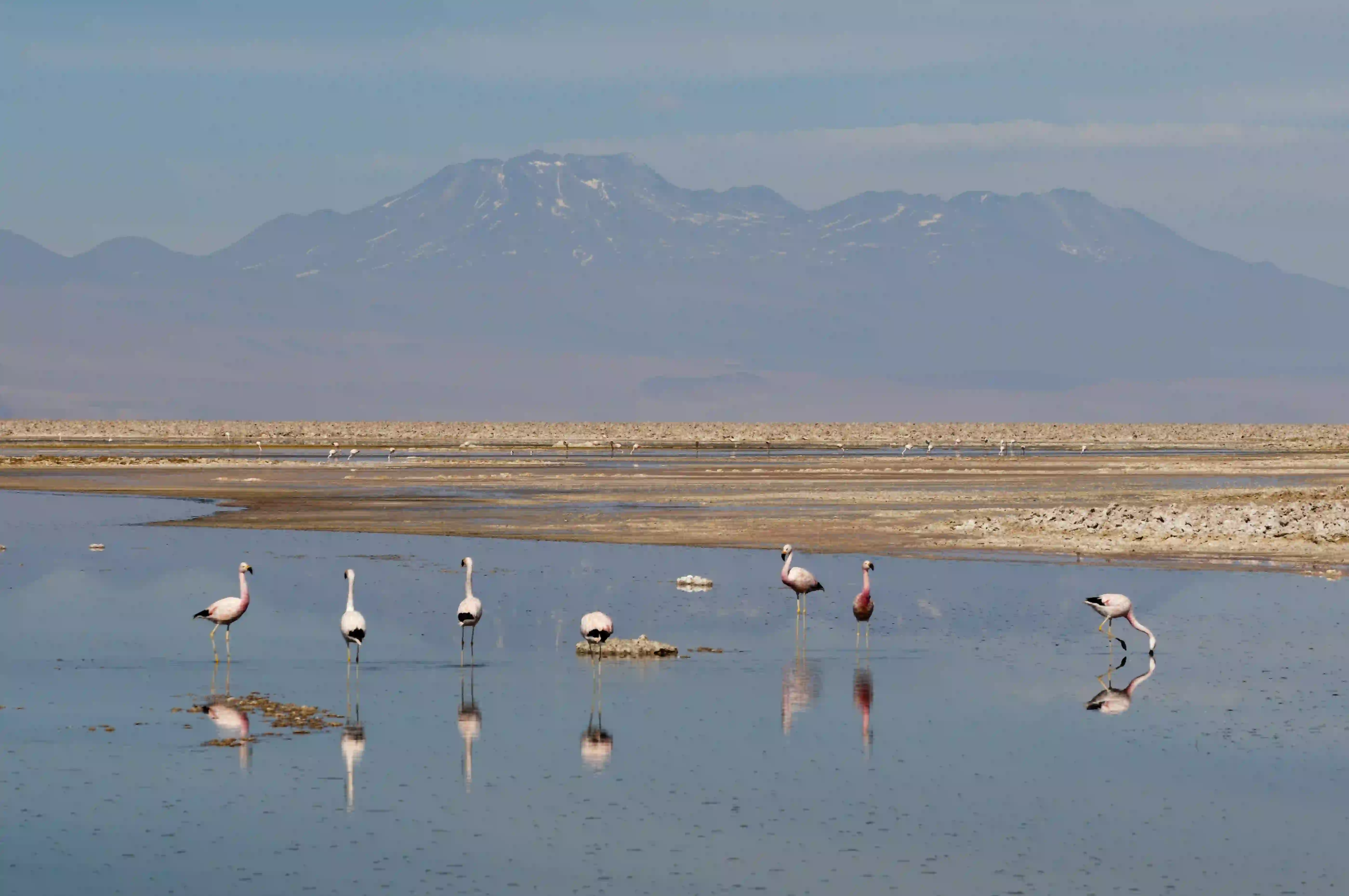 Flamingos in the shallows — green season is peak birdlife across Tanzania’s lakes and wetlands.