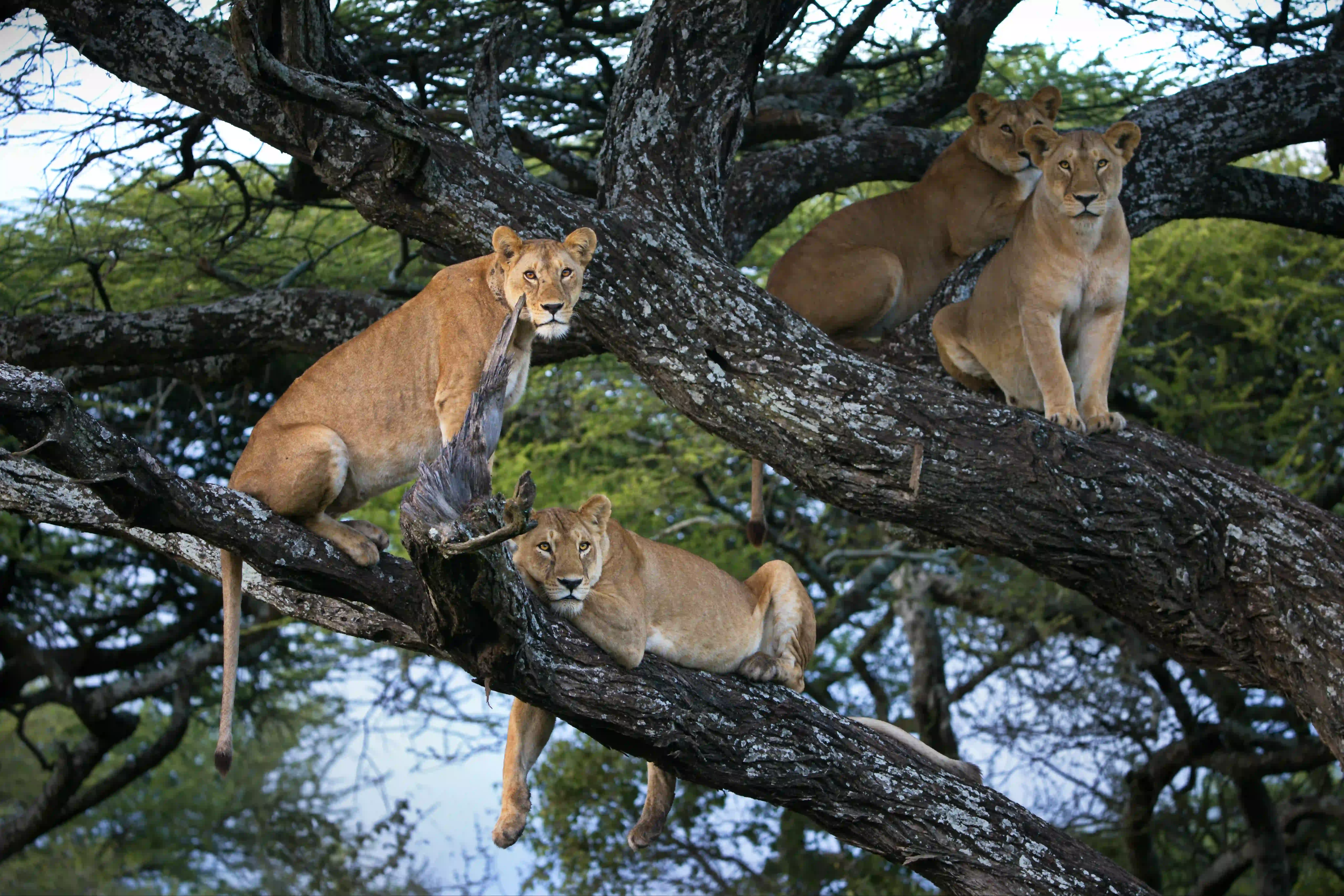 Lake Manyara National Park – photo 2