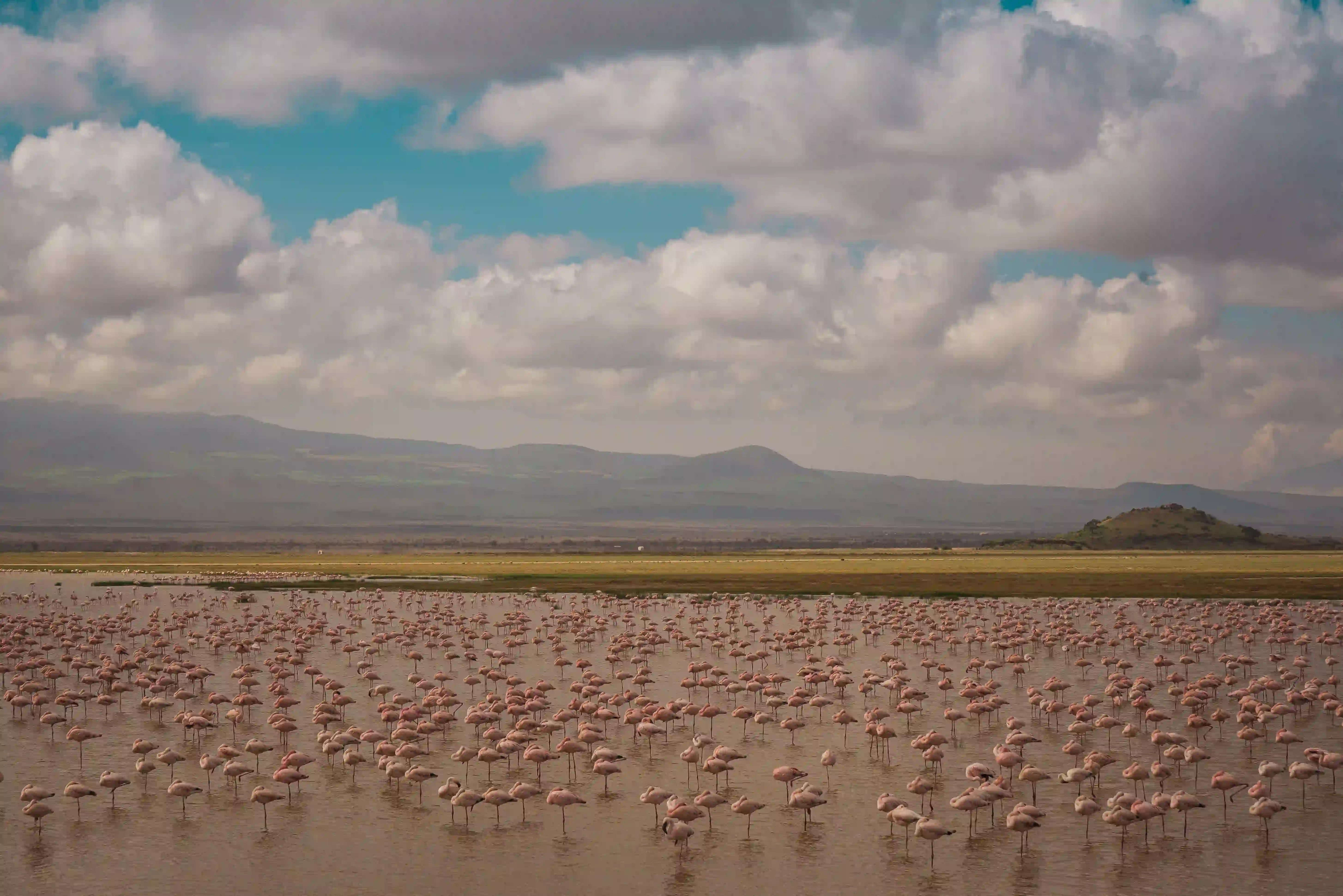 Flamingo Flocks