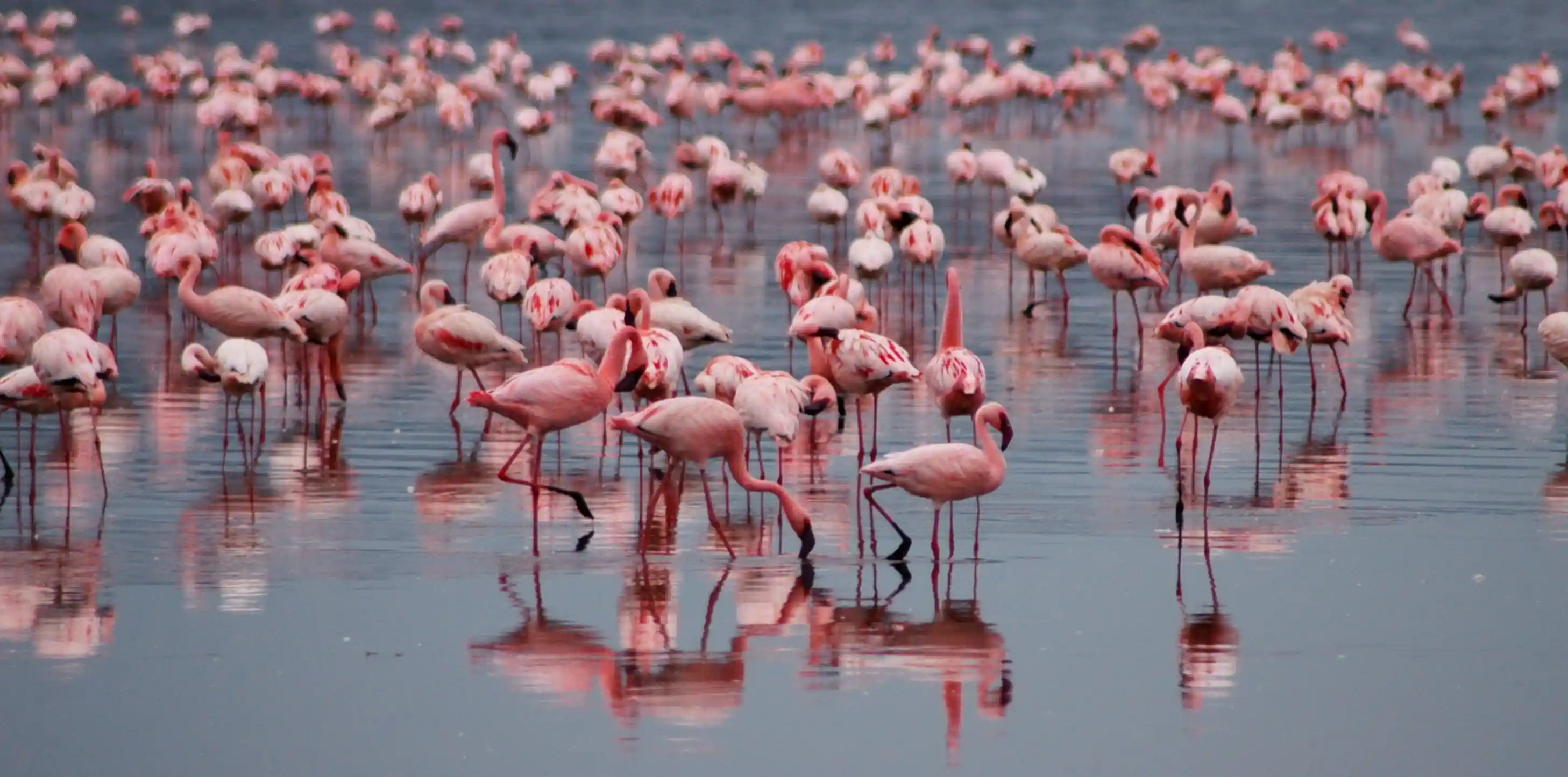 Green Season Safari in Tanzania: Is It Worth It? Angel’s Complete Guide – photo 5