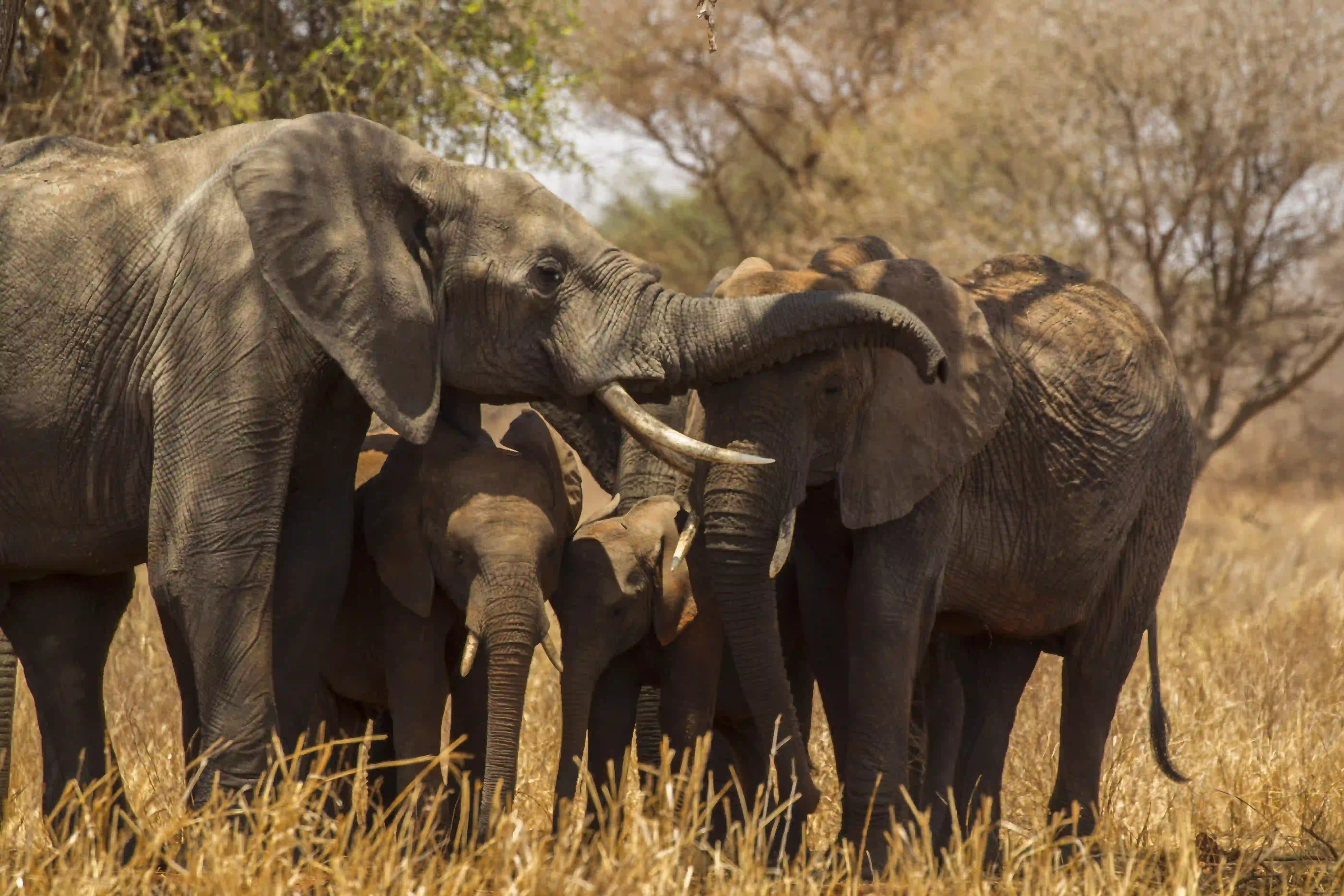 BAOBAB WILDERNESS