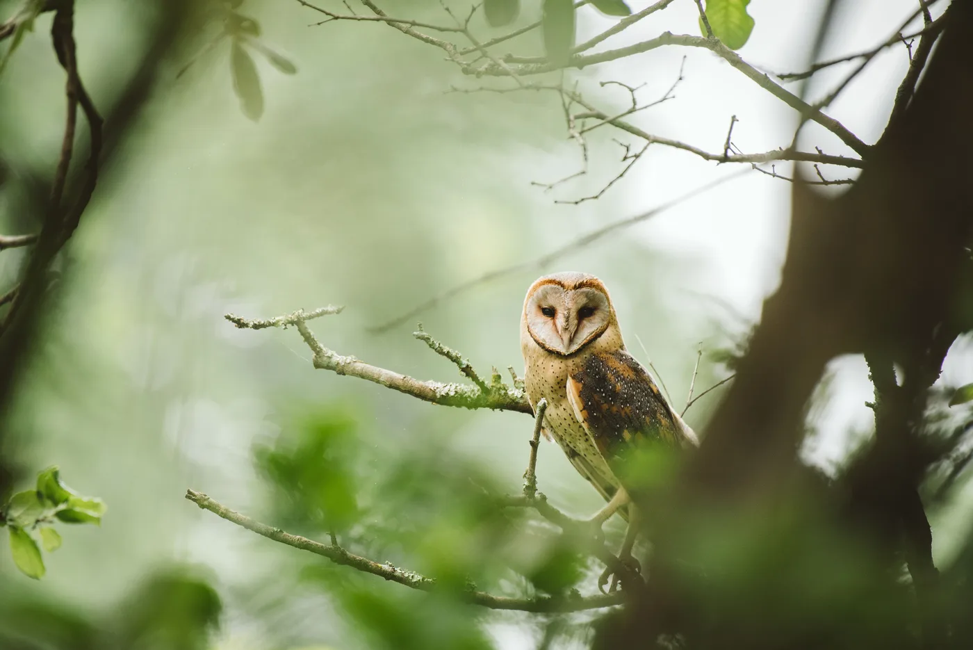 Barn owl