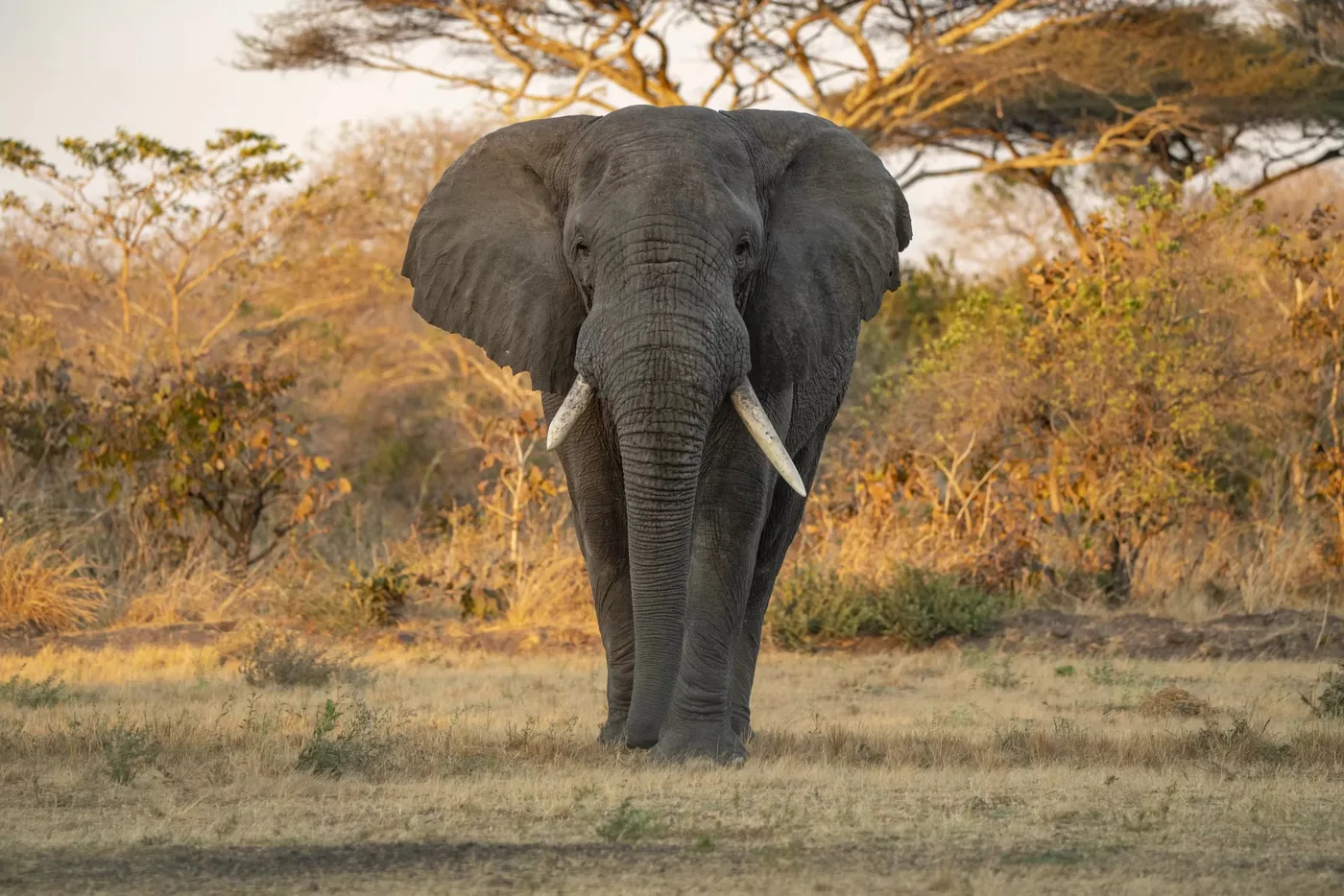Bull elephant