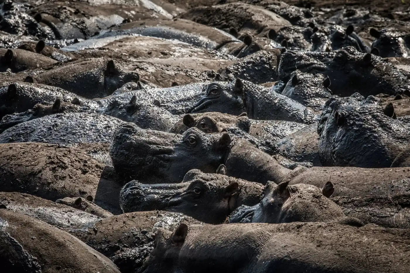 Katavi National Park – photo 1