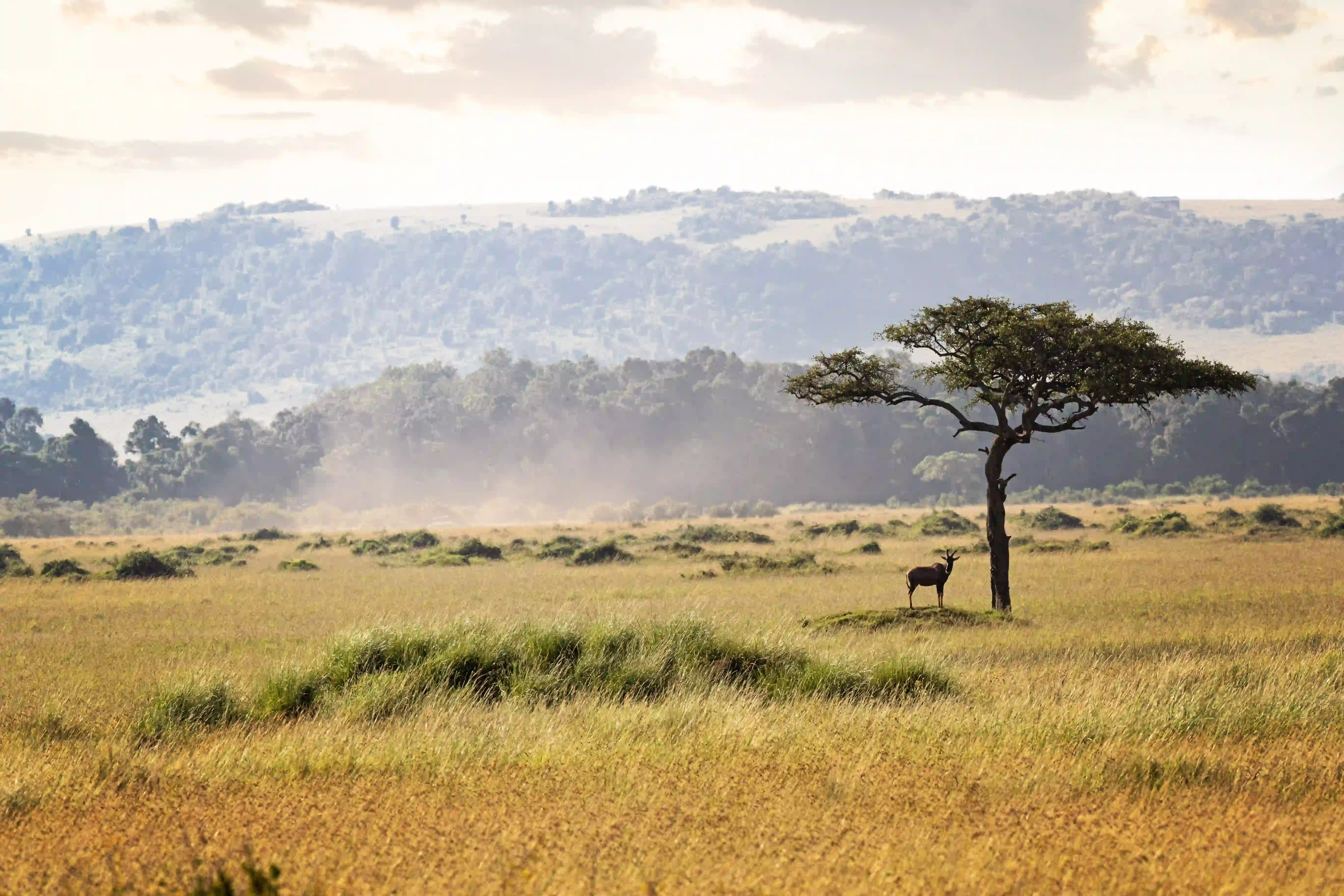 Ngorongoro Wildlife