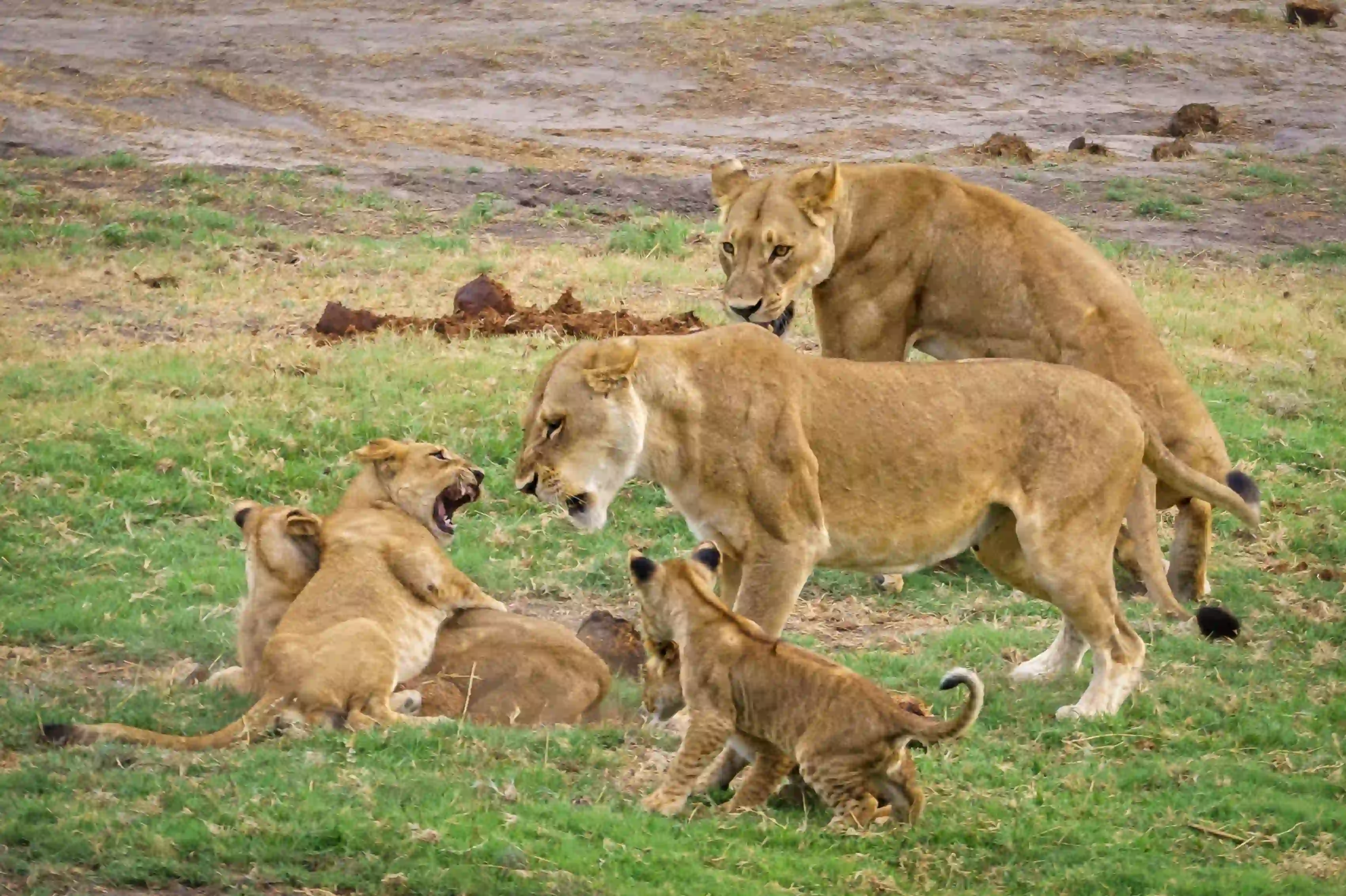 Ngorongoro Crater – photo 2
