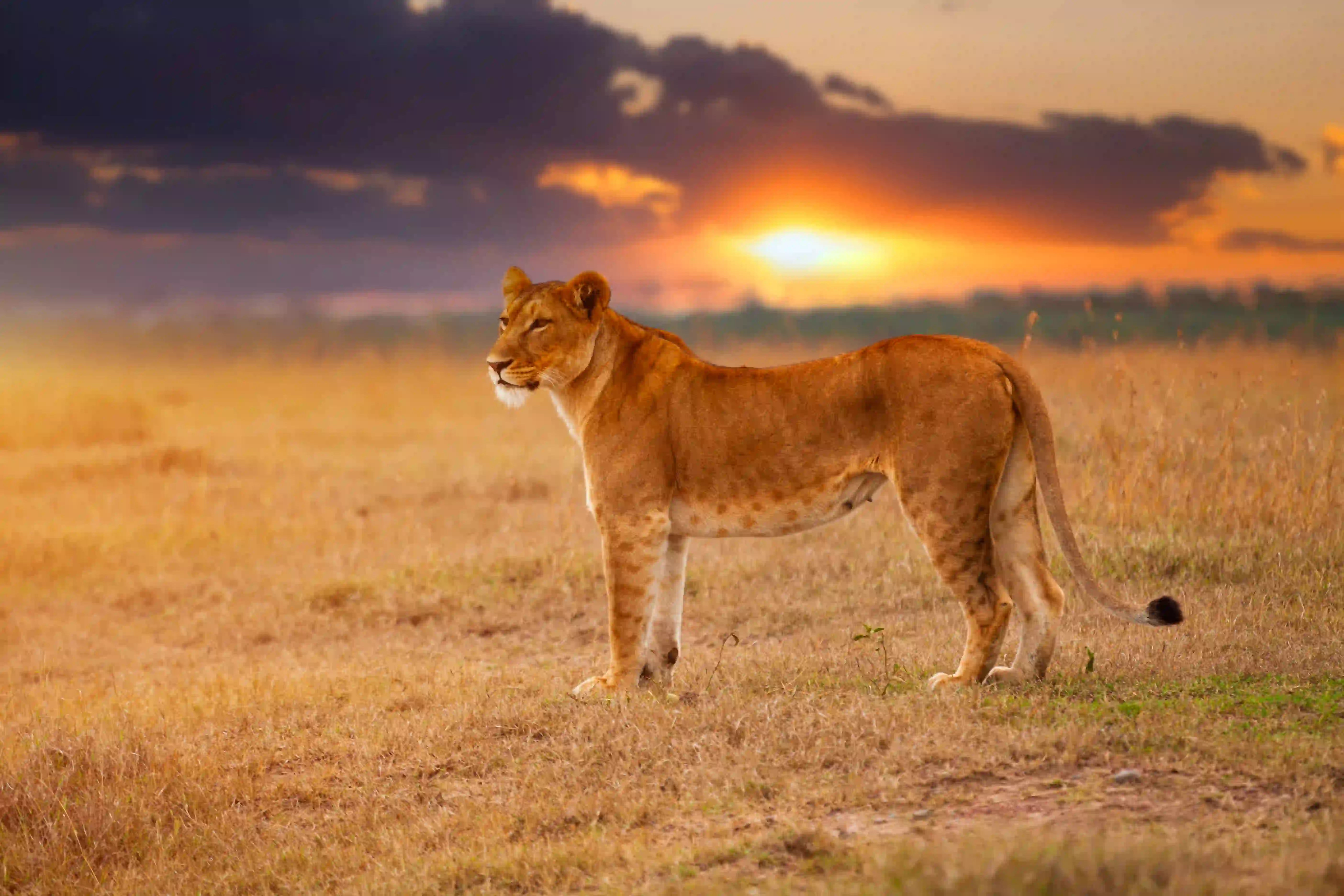 Best Places to See Lions in Tanzania: Angel’s Complete Safari Guide – photo 3