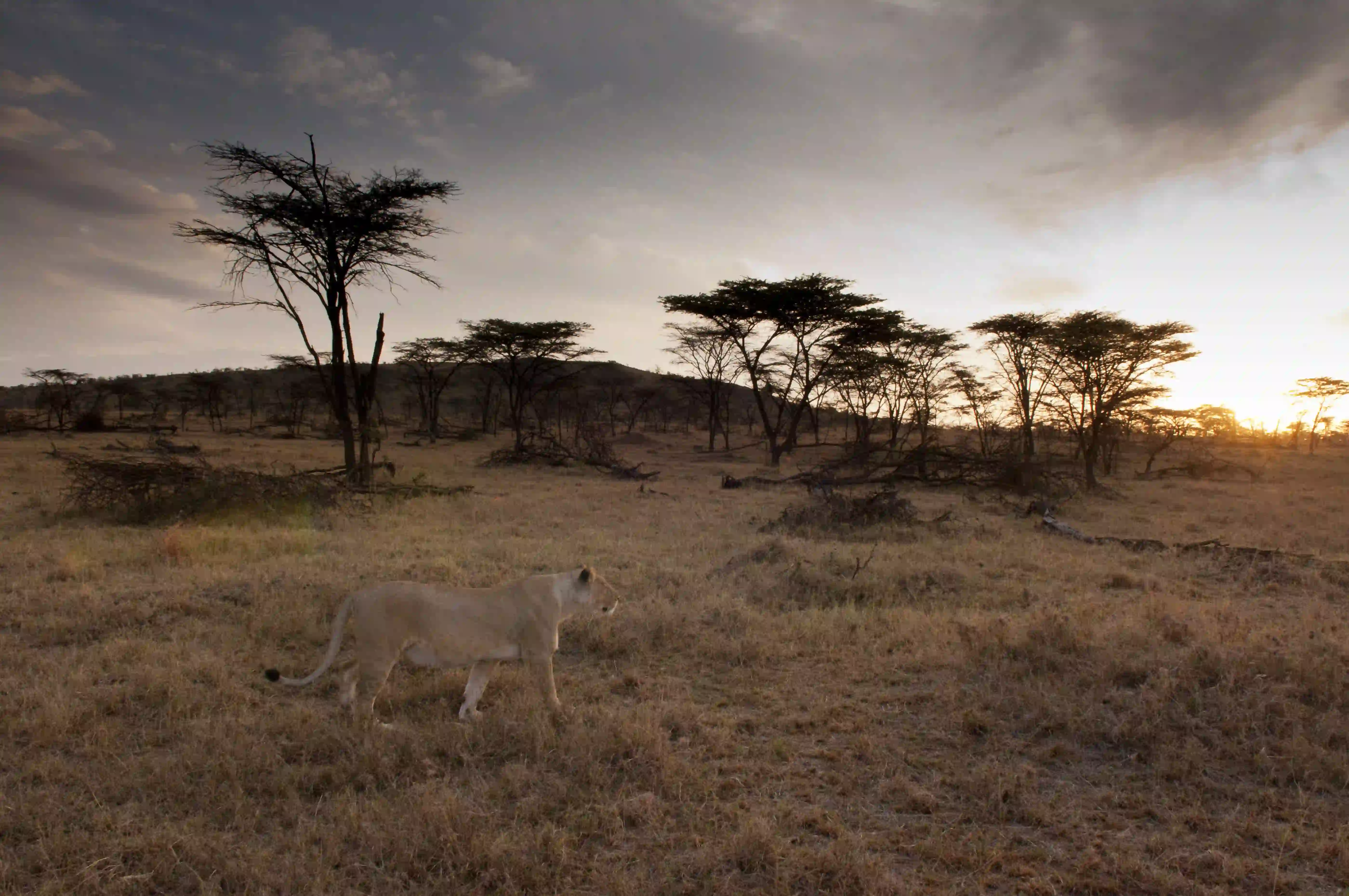 A lioness surveying open grassland — the classic savannah scene lion safaris are built around.