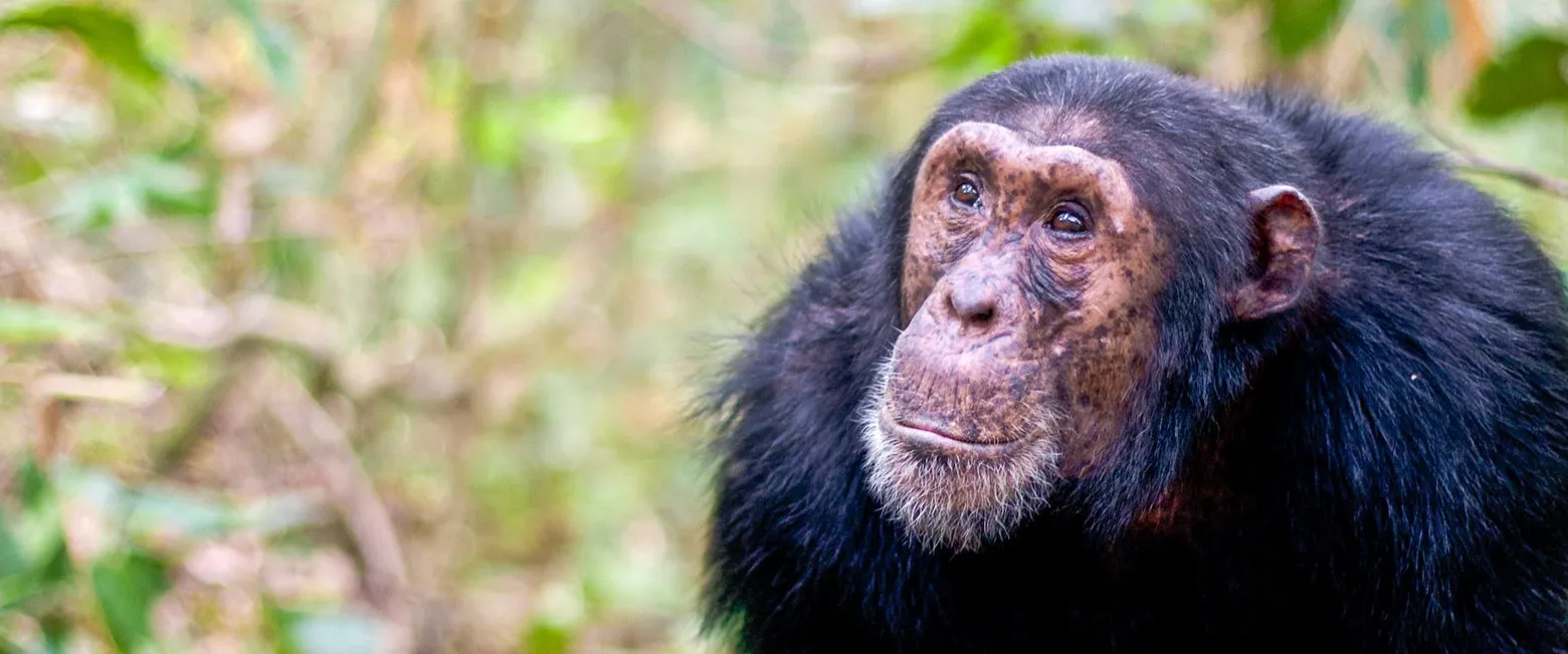 A chimpanzee looking out from the leaves