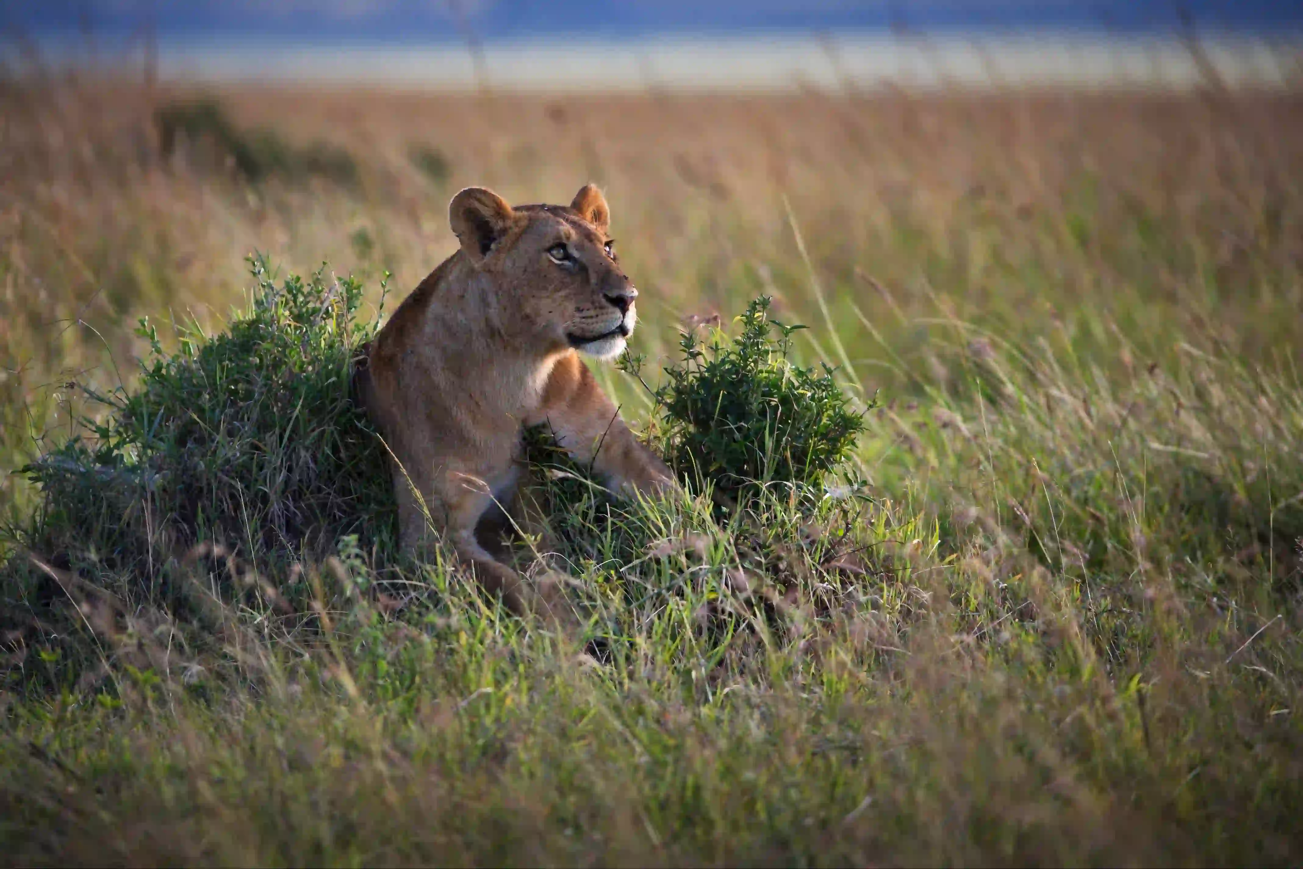 Ngorongoro Crater – photo 1