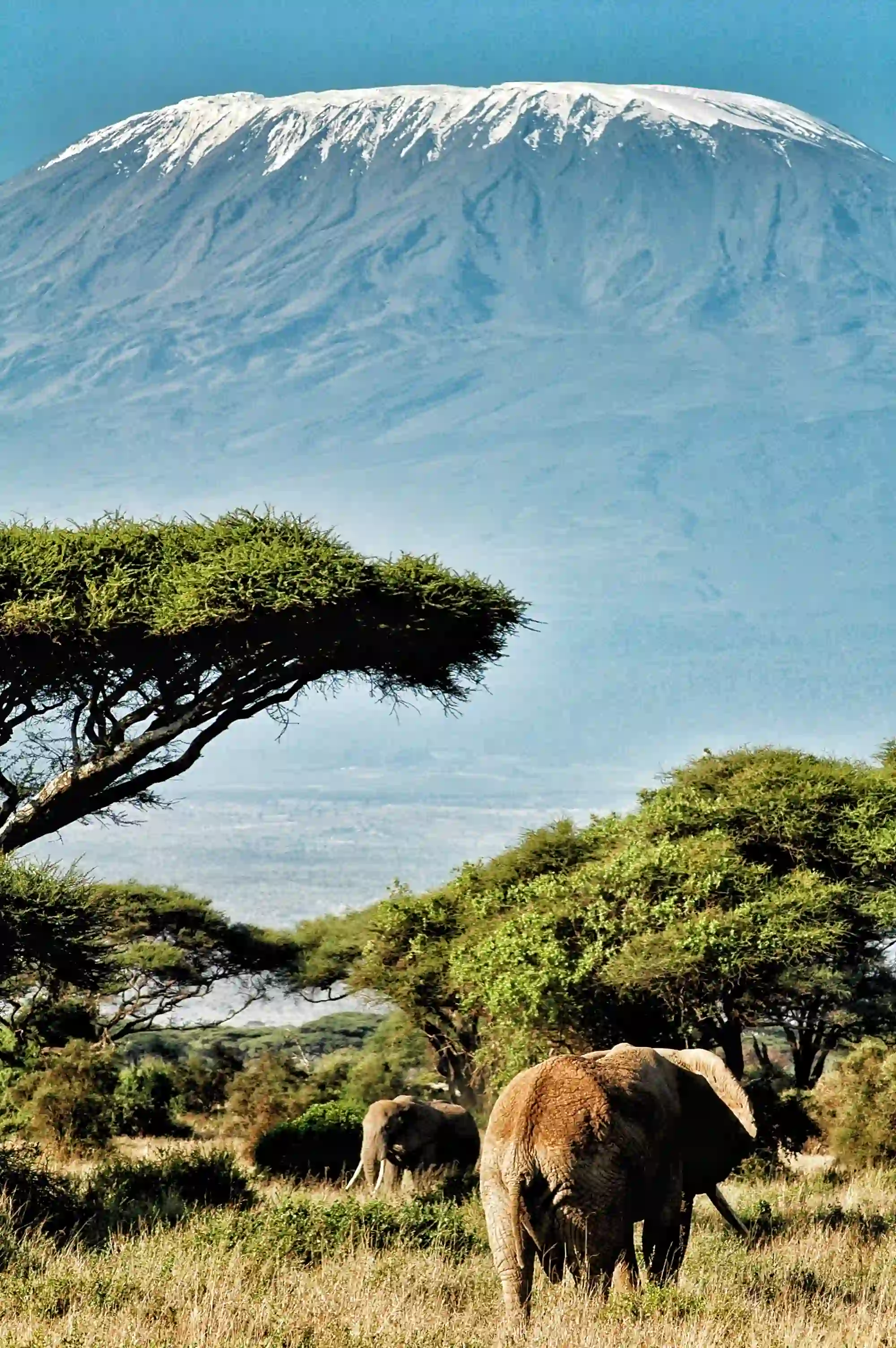 Elephants in wide open country — the space and silence the south is loved for.