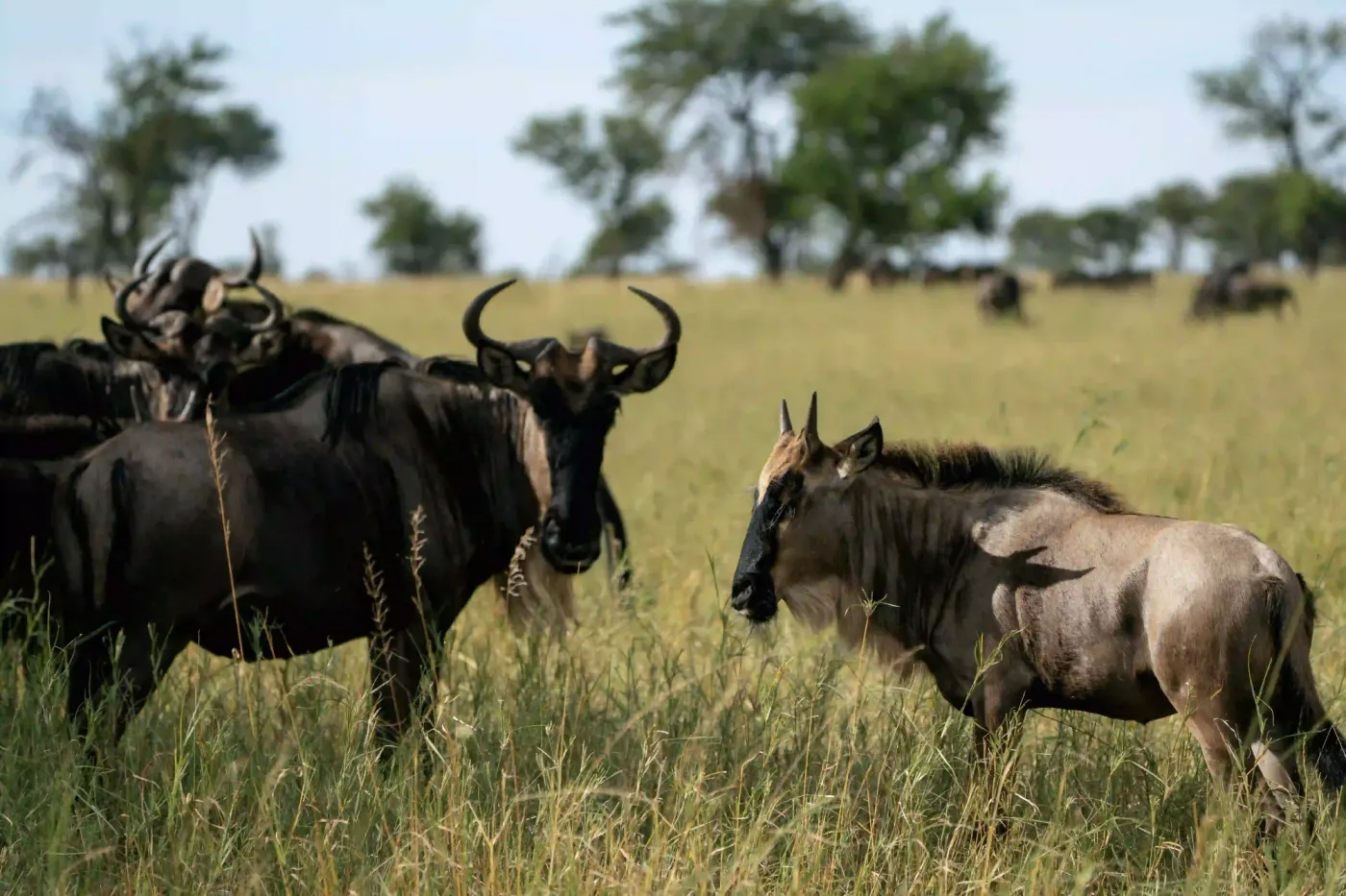 Ndutu – photo 1