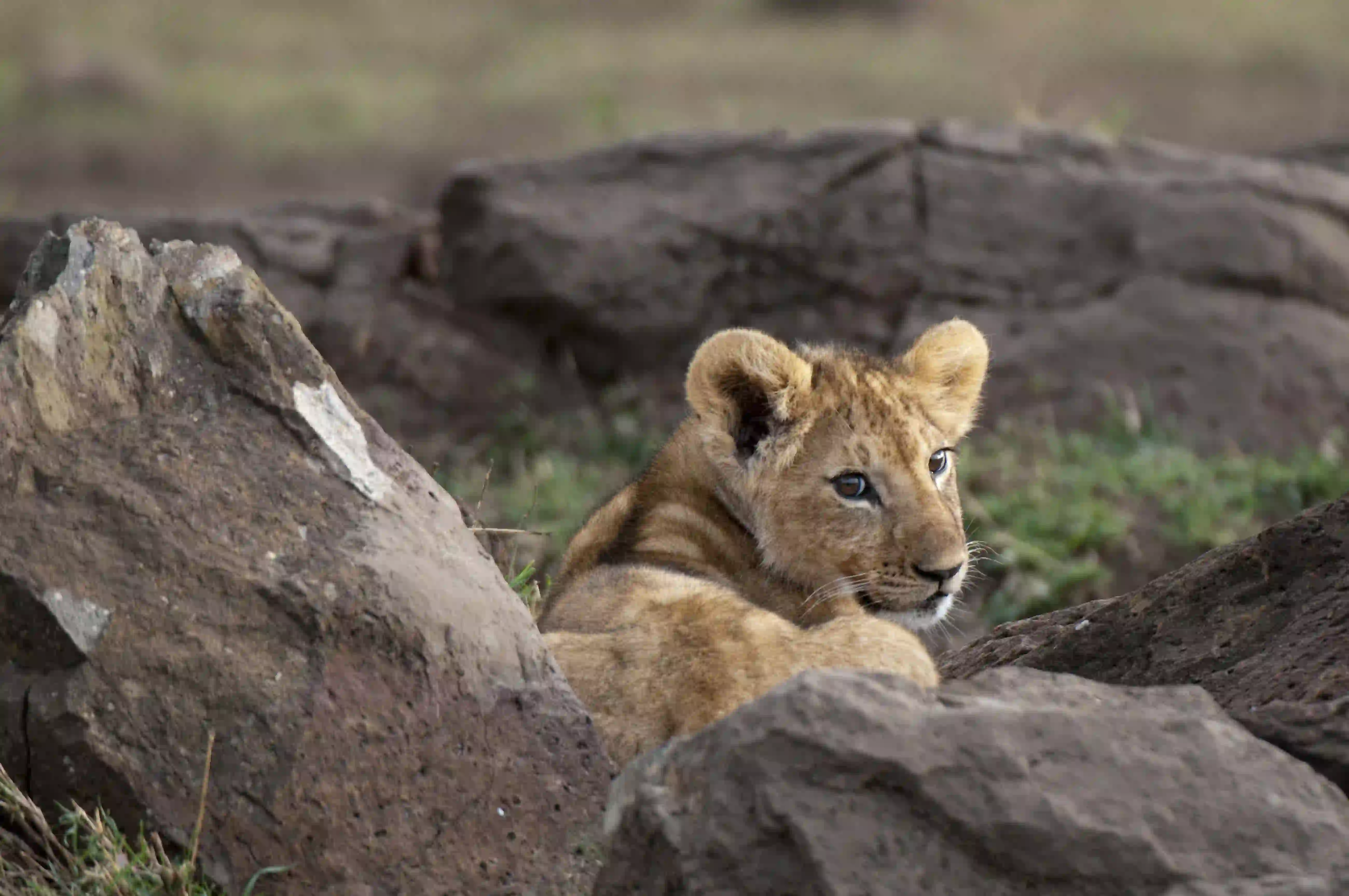 A young cub at rest — the calm, natural behaviour respectful viewing makes possible.