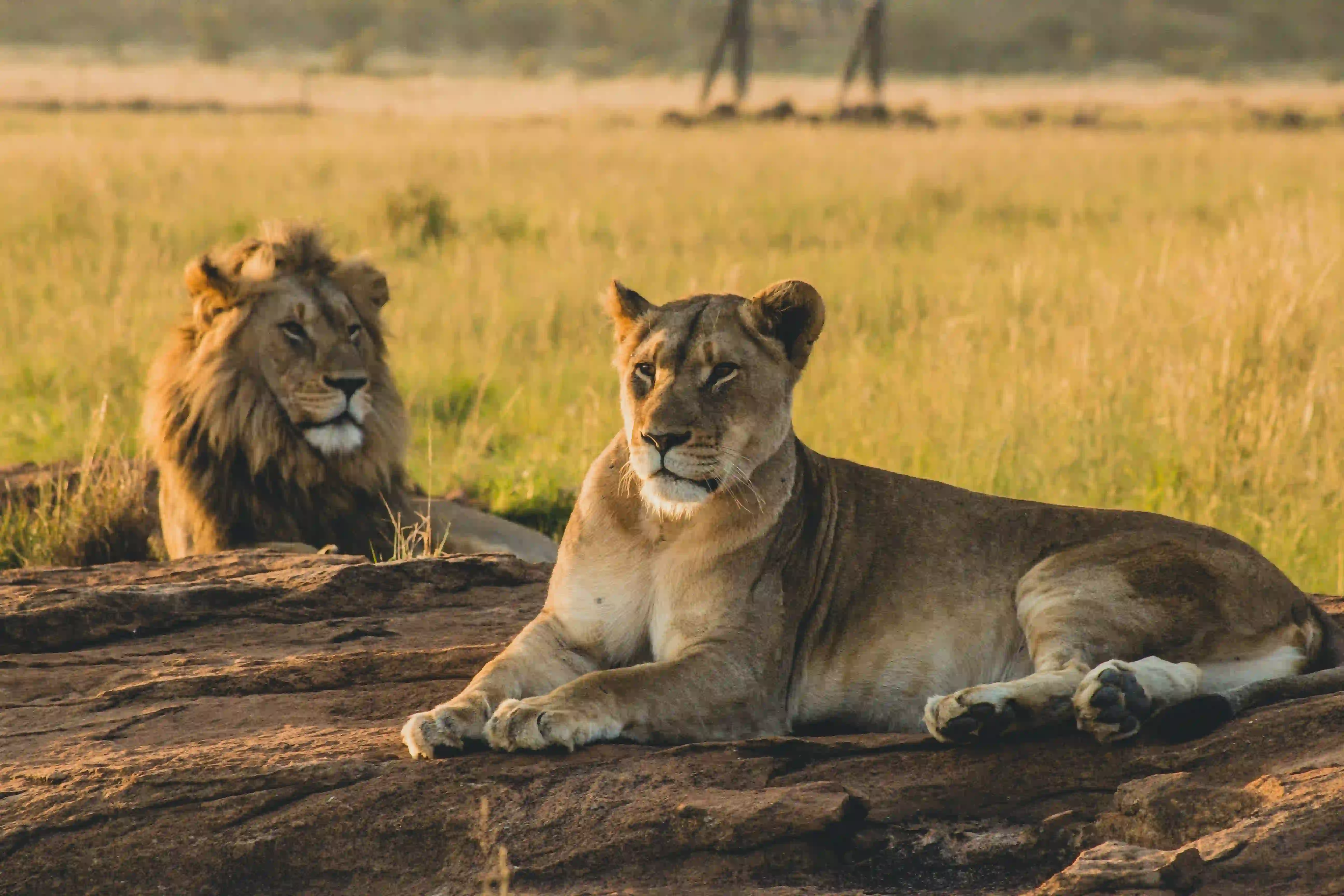 Nyerere National Park – photo 3