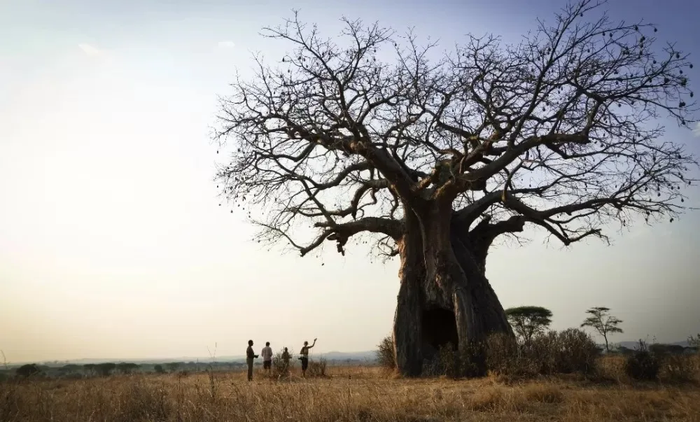 BAOBAB WILDERNESS