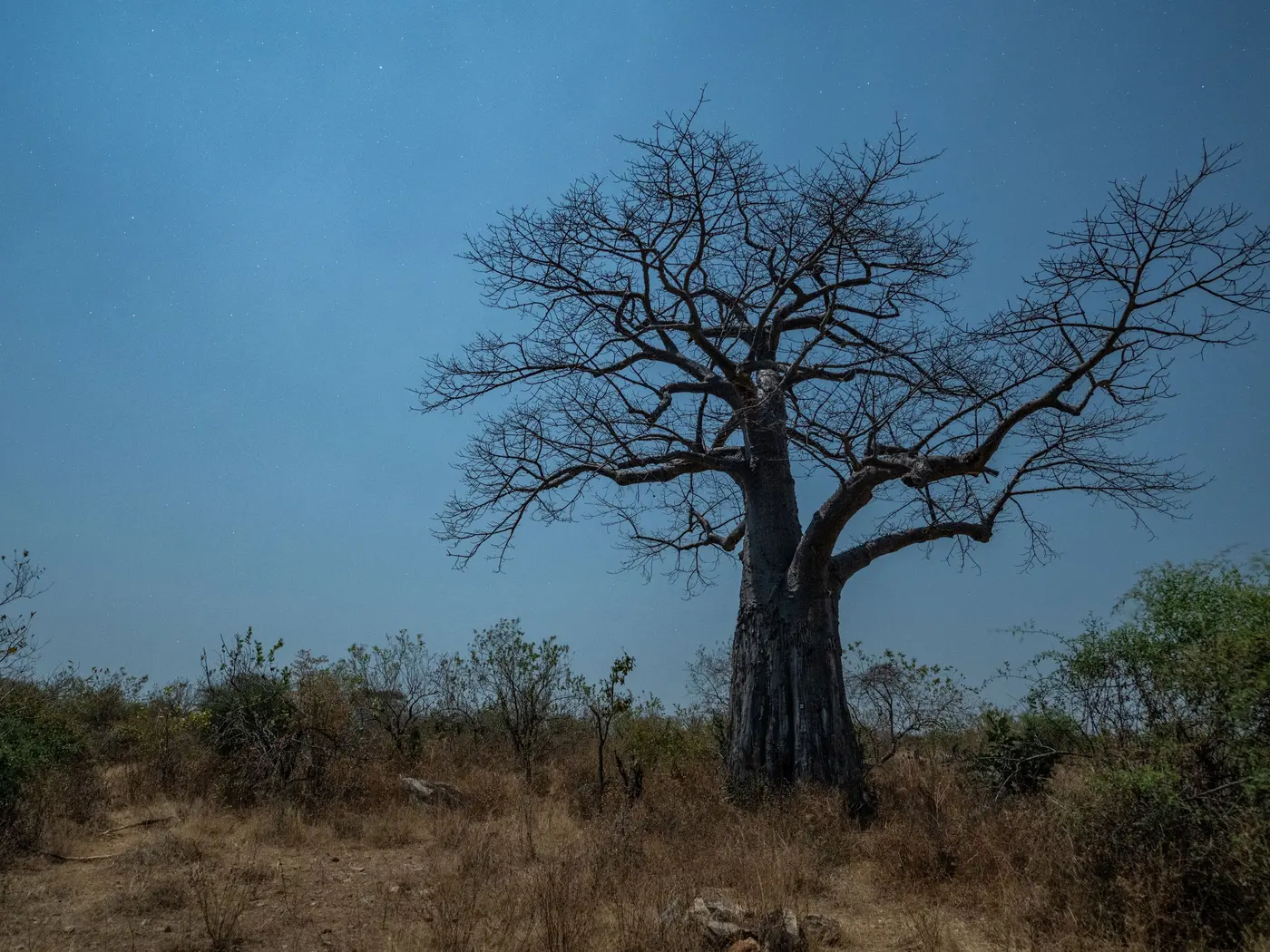 Baobab Wilderness