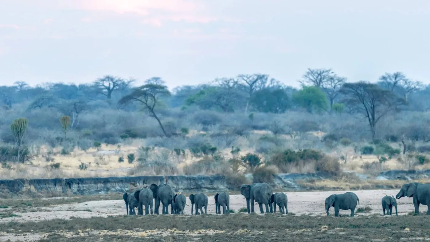 Elephant Herds at the River