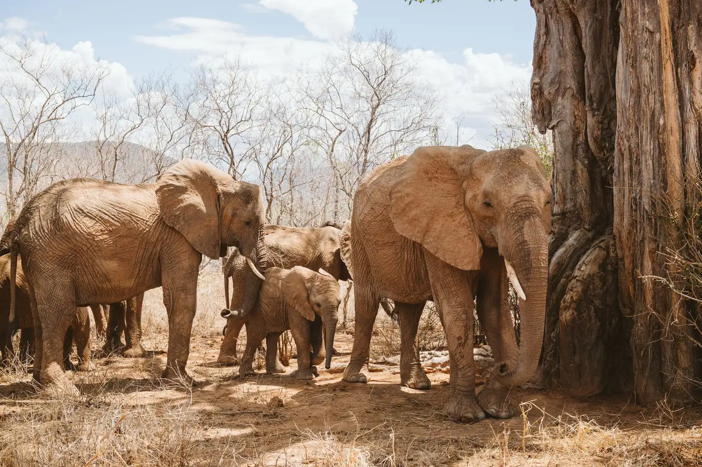 Ruaha National Park – photo 1