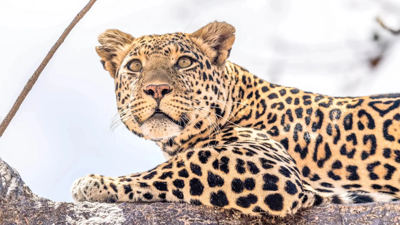 Leopard on the Rocks