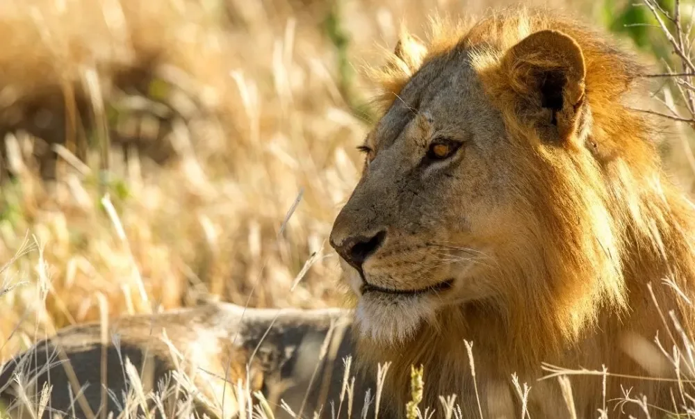 Ruaha National Park – photo 2