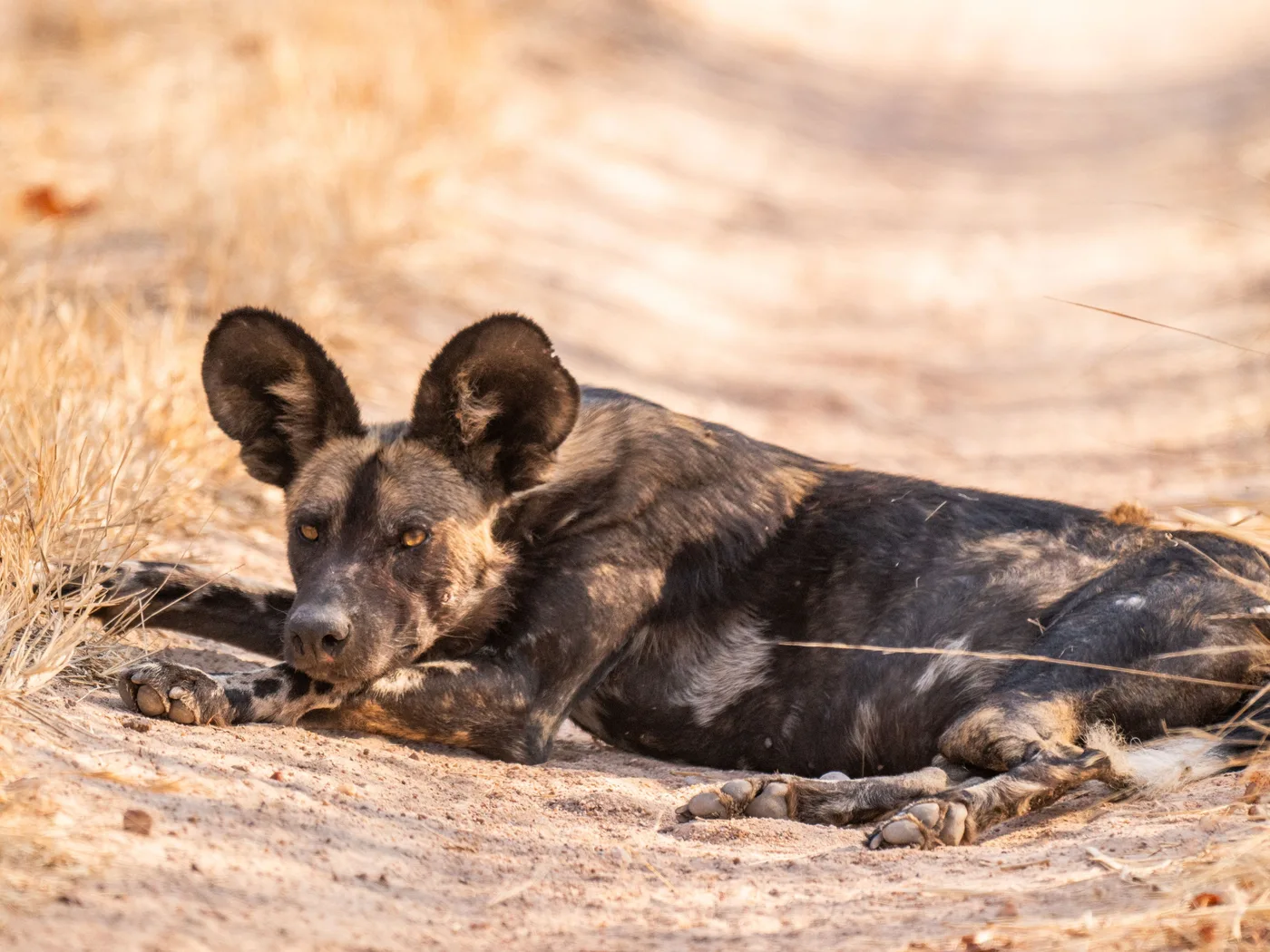 Ruaha National Park – photo 3