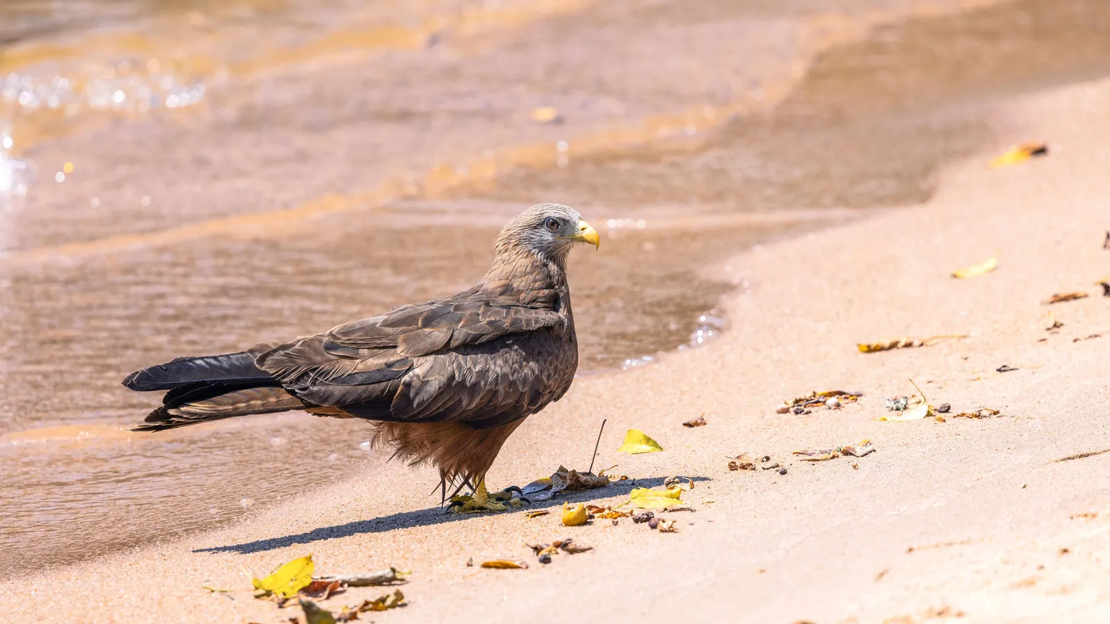 Yellow-billed kite