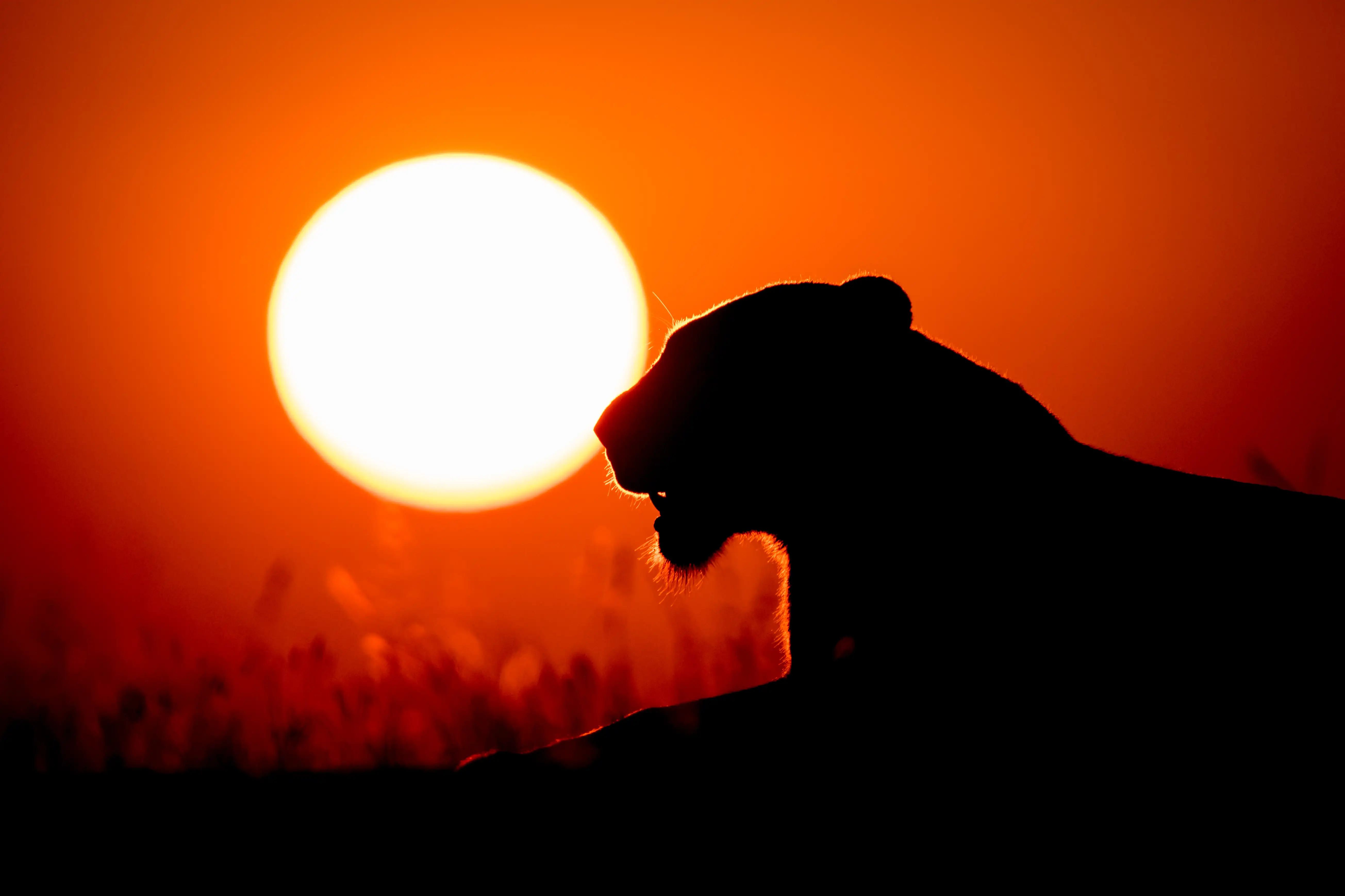 WILD DOG COUNTRY
