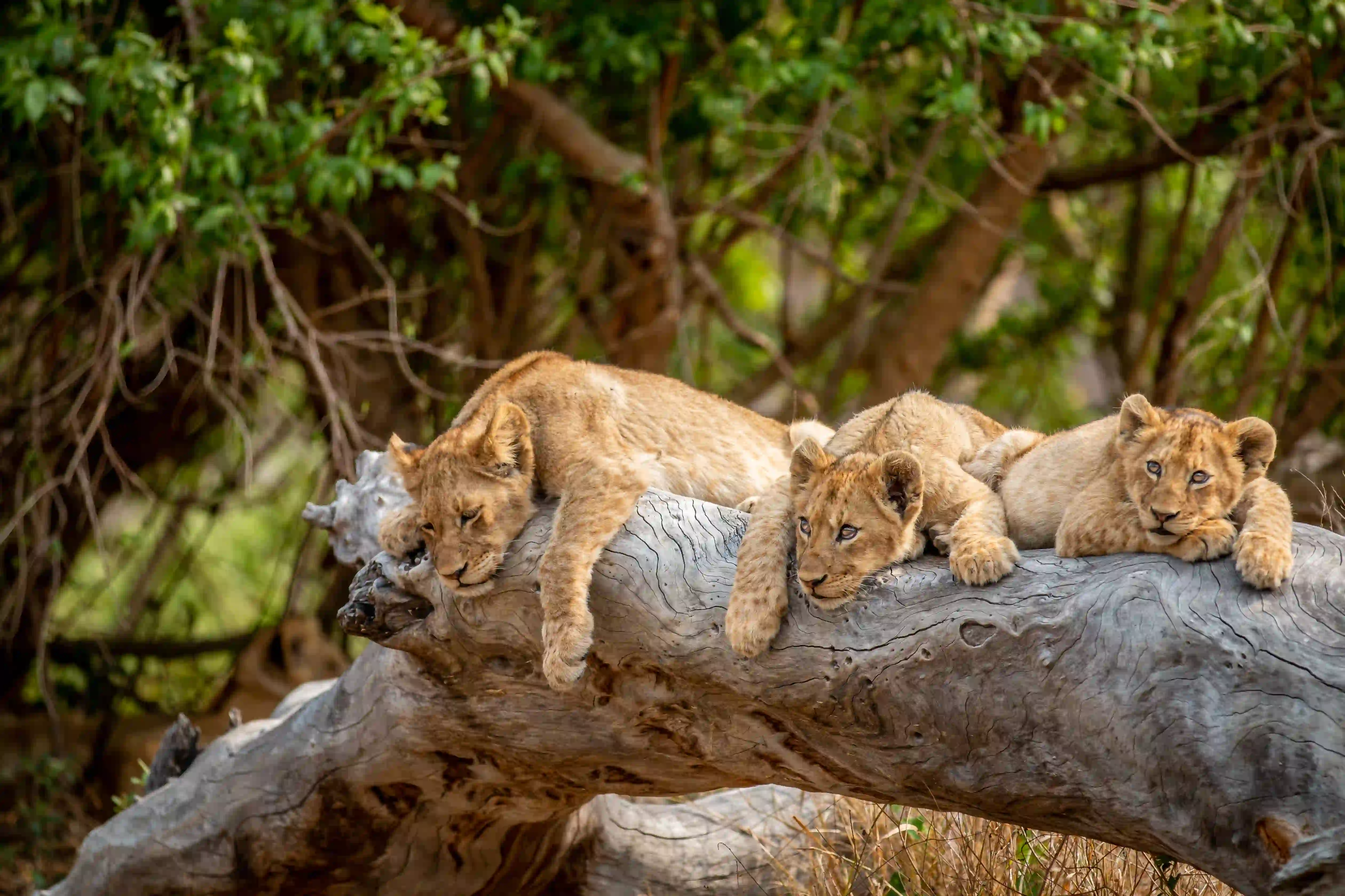 Best Places to See Lions in Tanzania: Angel’s Complete Safari Guide – photo 5