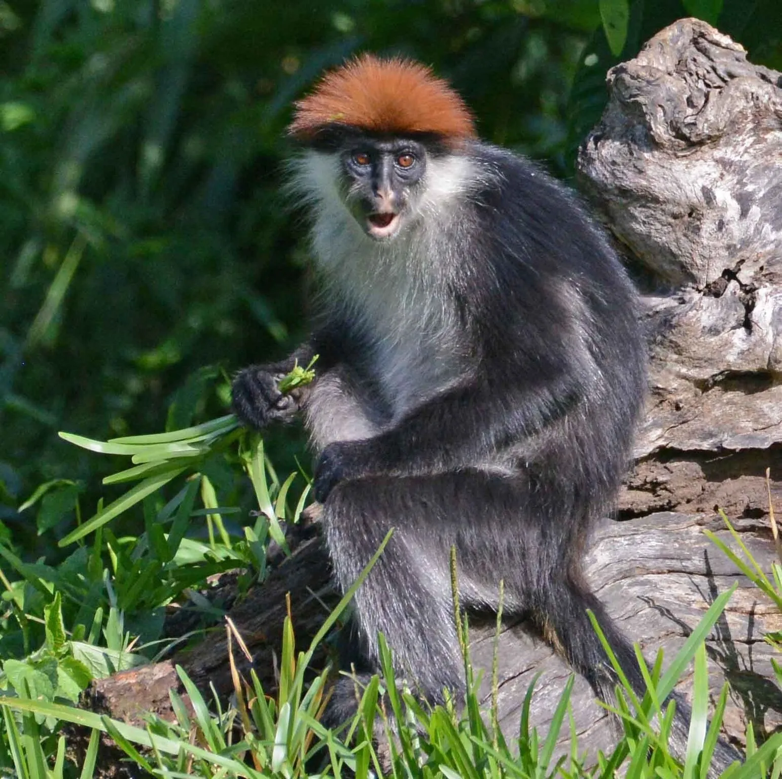 Udzungwa Mountains National Park – photo 2