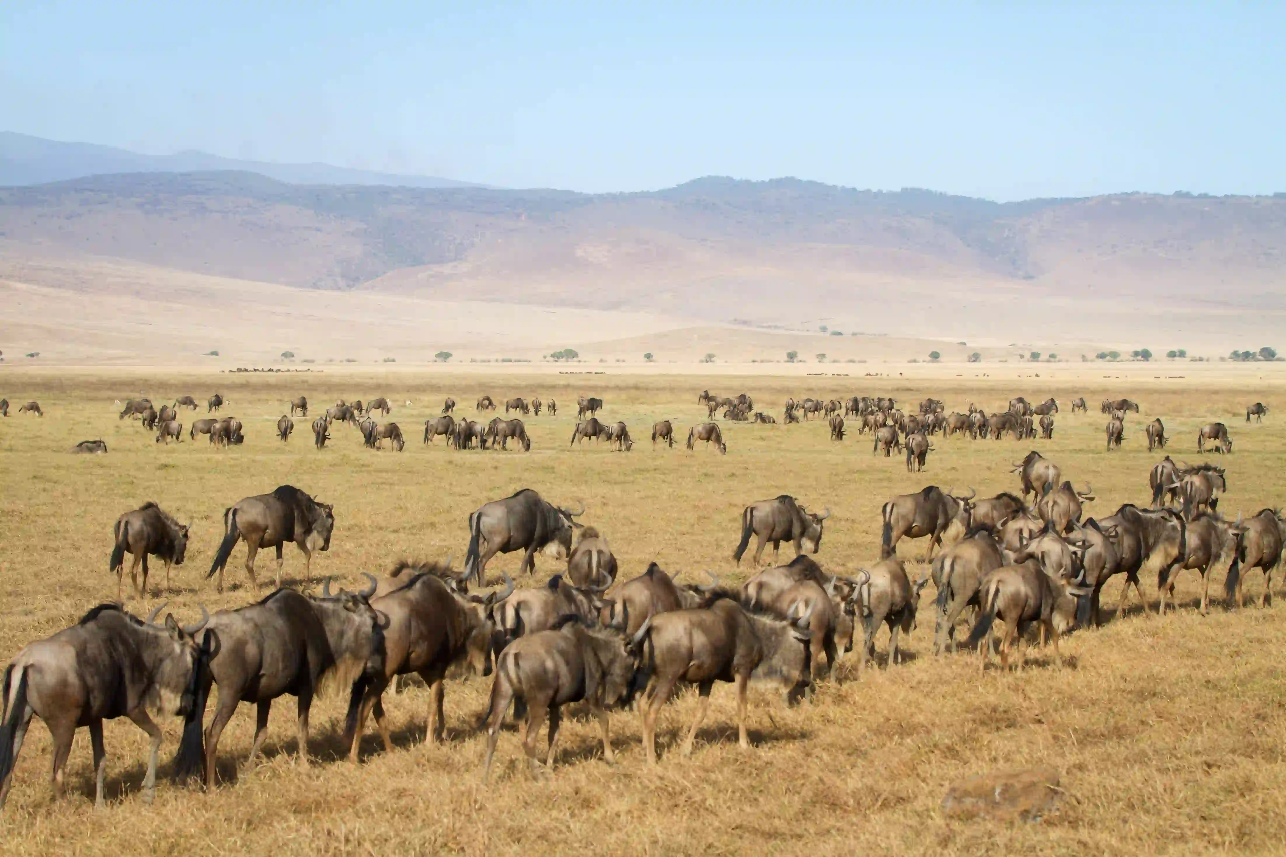 Serengeti National Park – photo 1