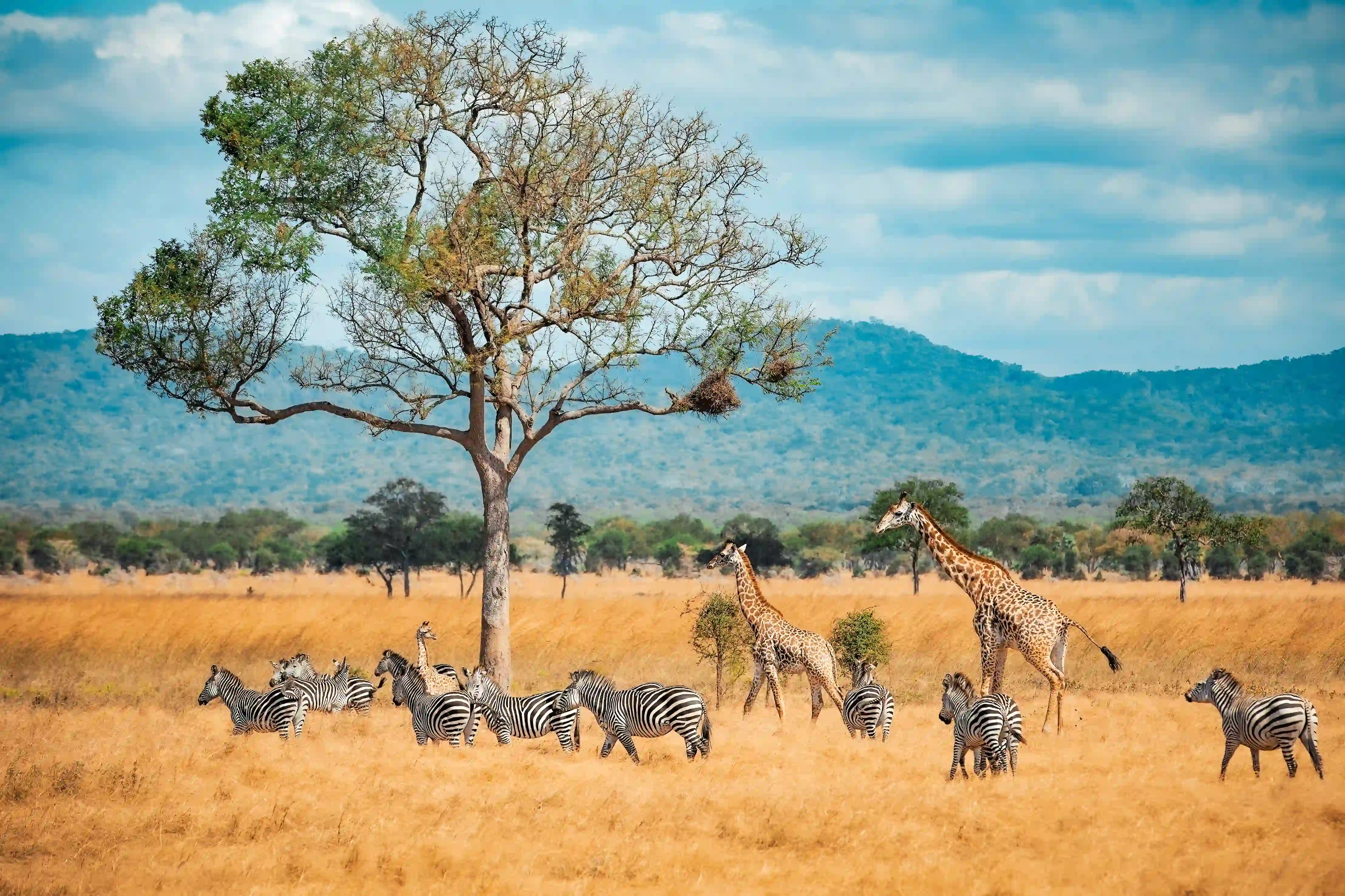 Ruaha National Park – photo 1