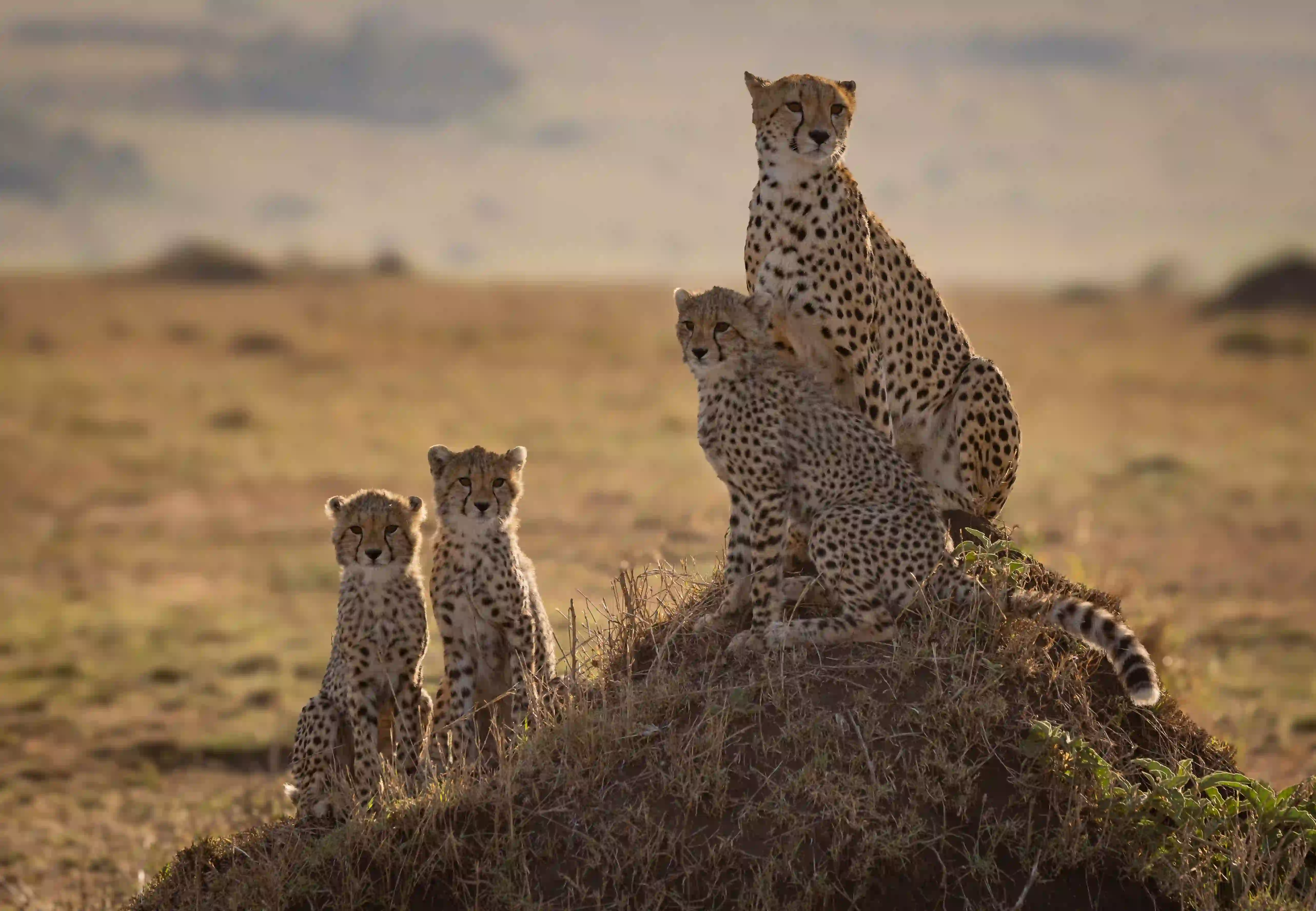 How Much Does a Tanzania Safari Cost? Angel’s 2026 Planning Guide – photo 1