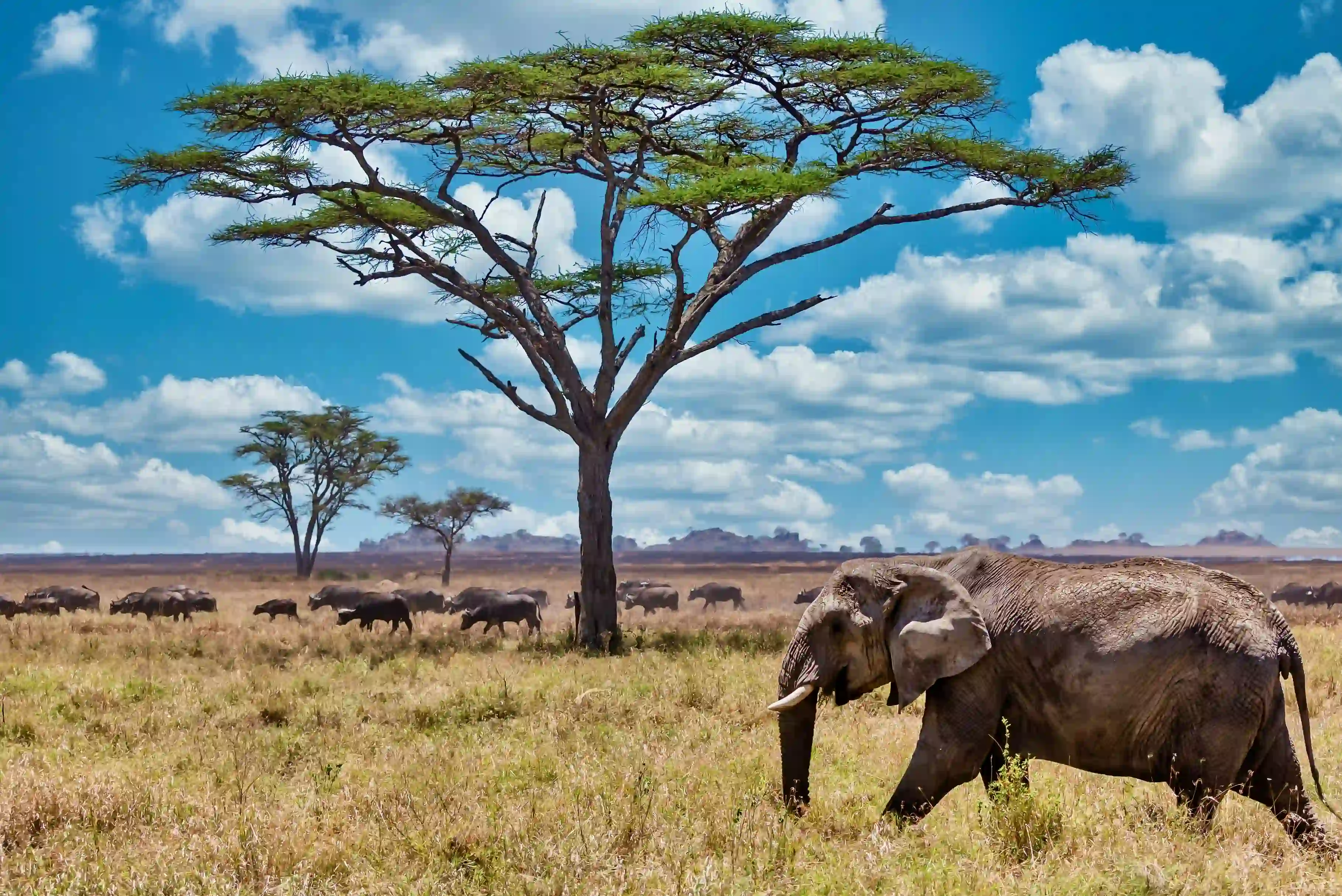 A buffalo herd sharing the savannah with an elephant — powerful animals that shape predator movement.
