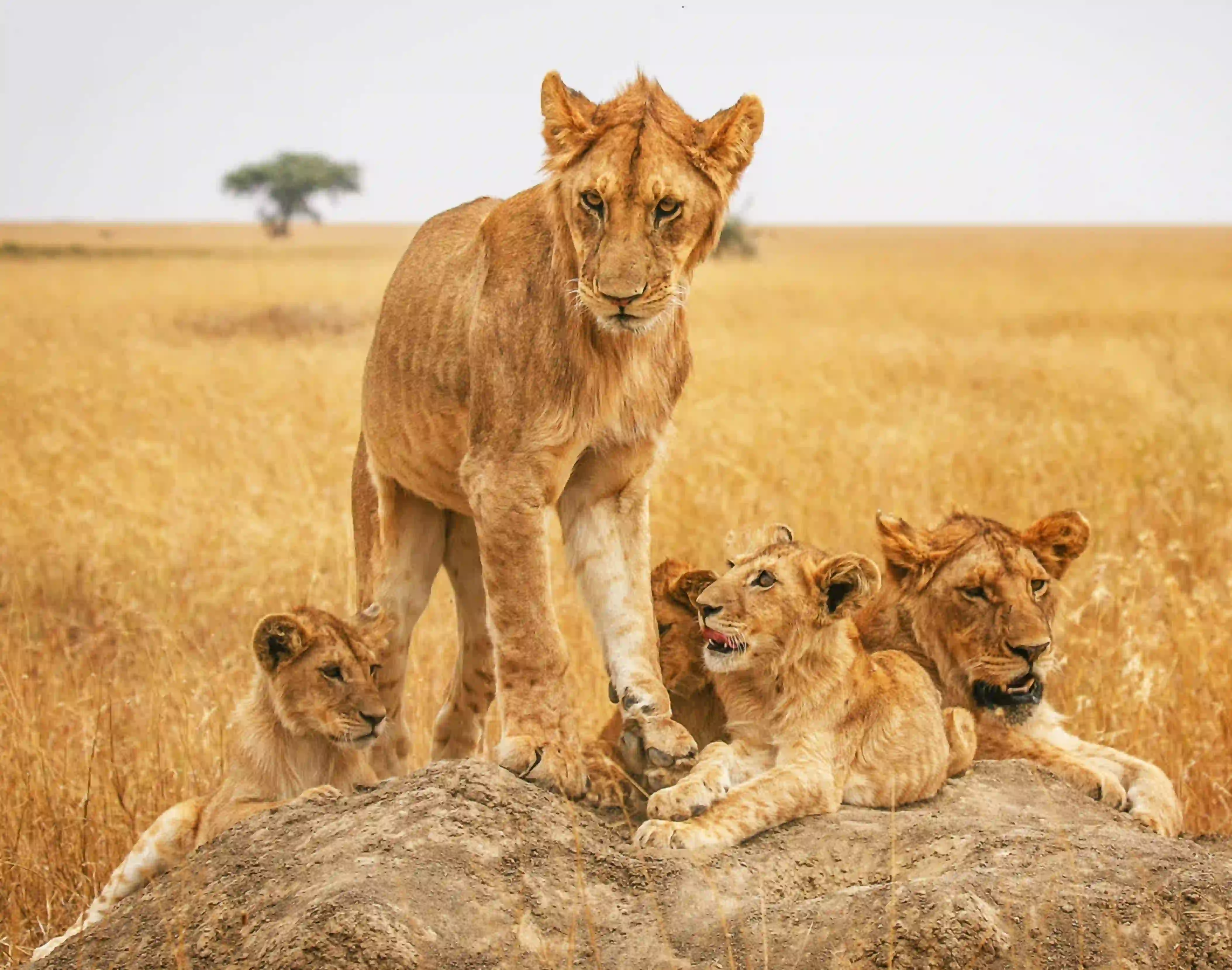 How Much Does a Tanzania Safari Cost? Angel’s 2026 Planning Guide – photo 2